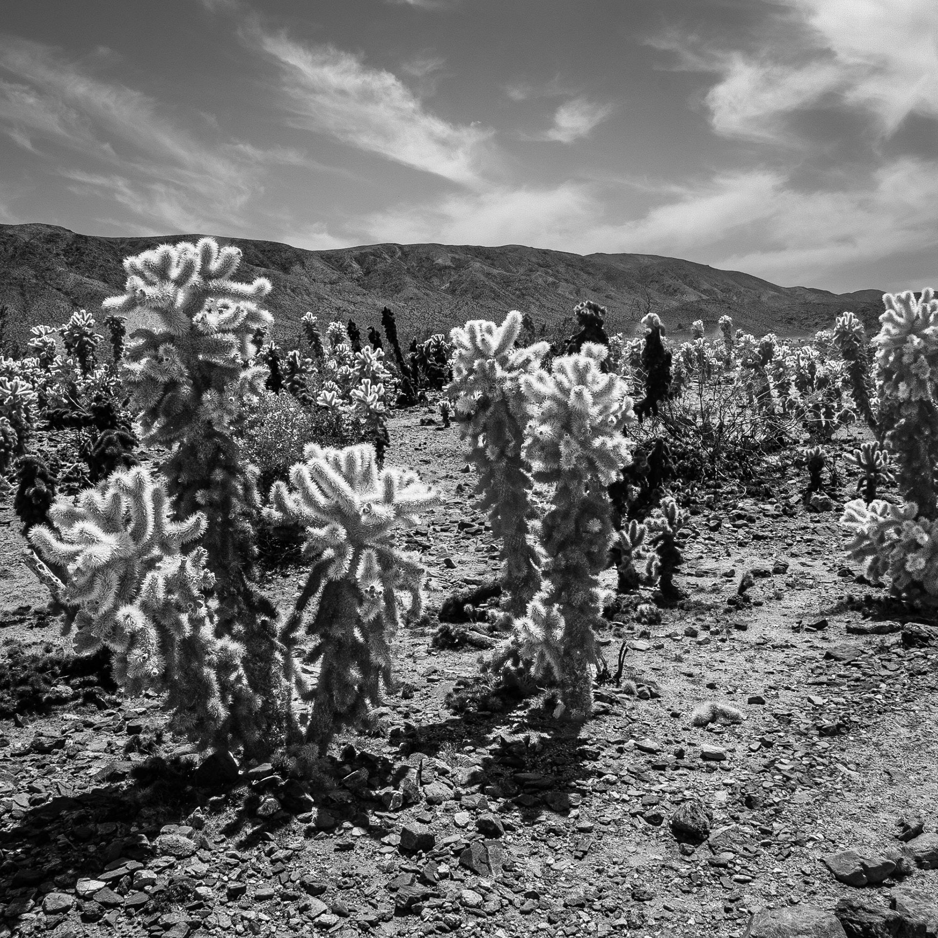 Cylindropuntia bigelovii