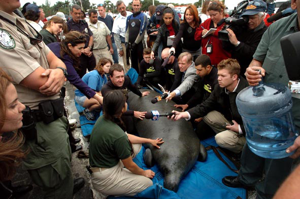 The media surrounds staffers from the Miami Seaquarium immediately after rescuing a 1,000 pound mother manatee and its calf that were stuck in a storm drain. 