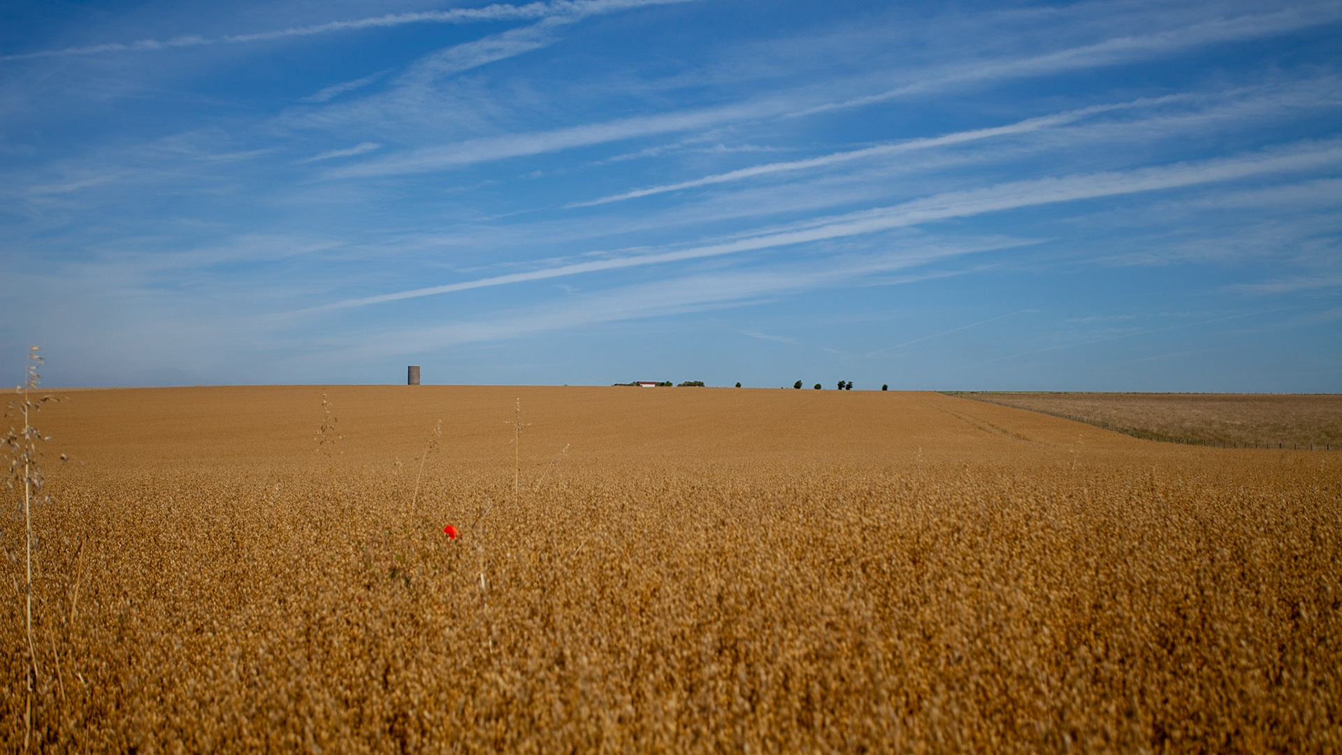 Salisbury farmland