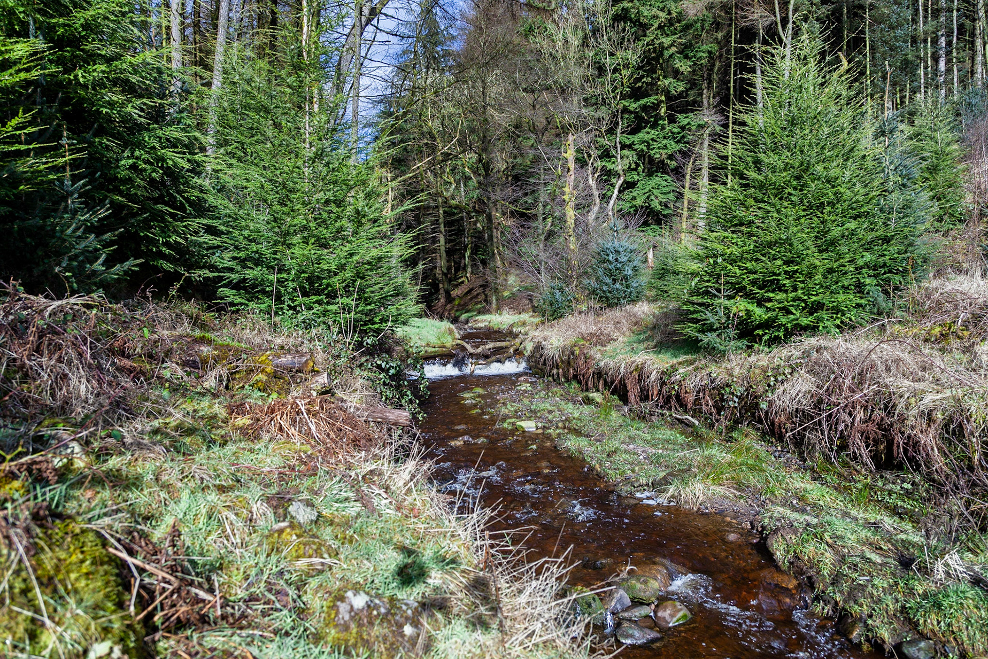 Egerton Forest Stream