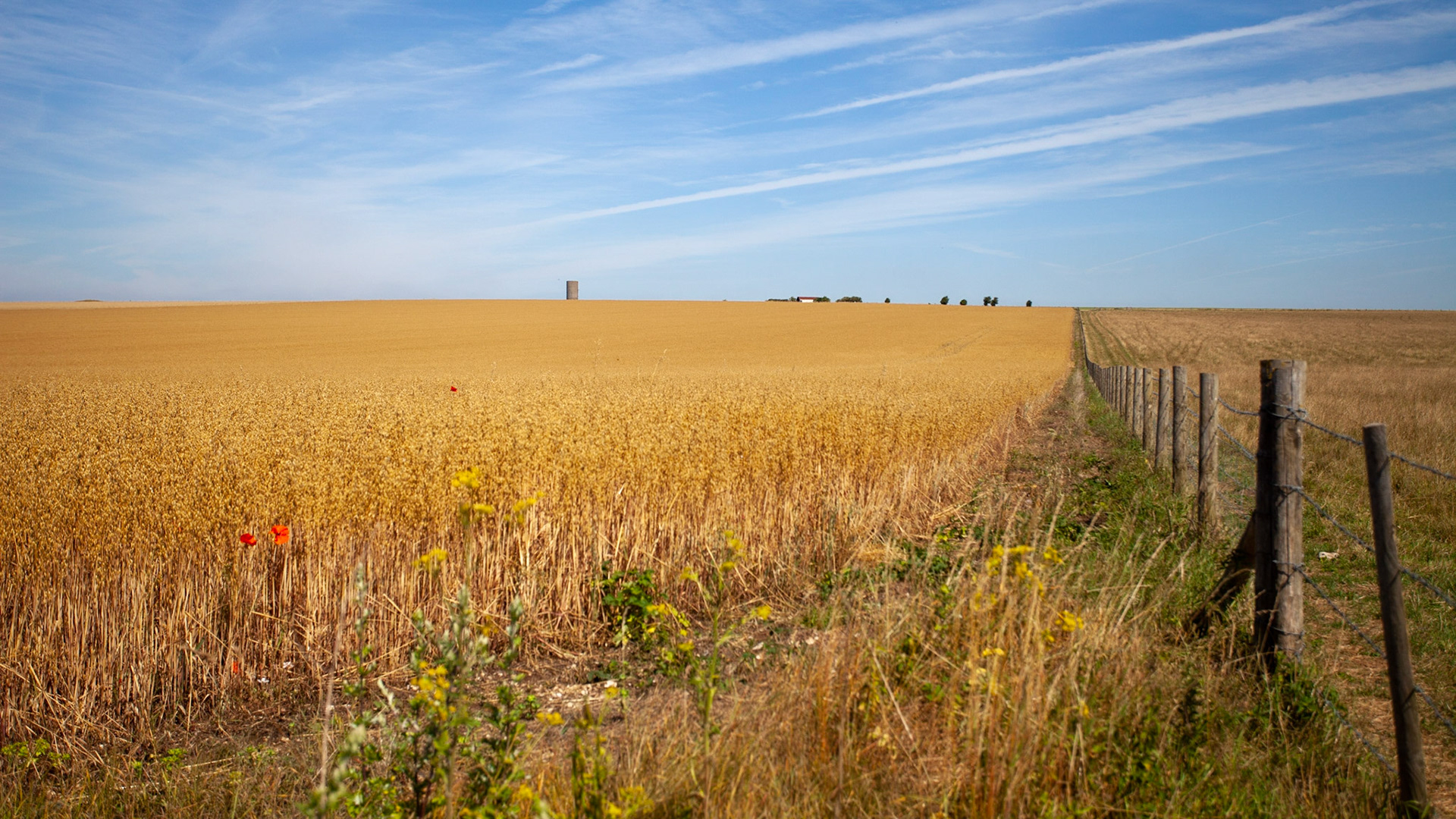 Salisbury farmland