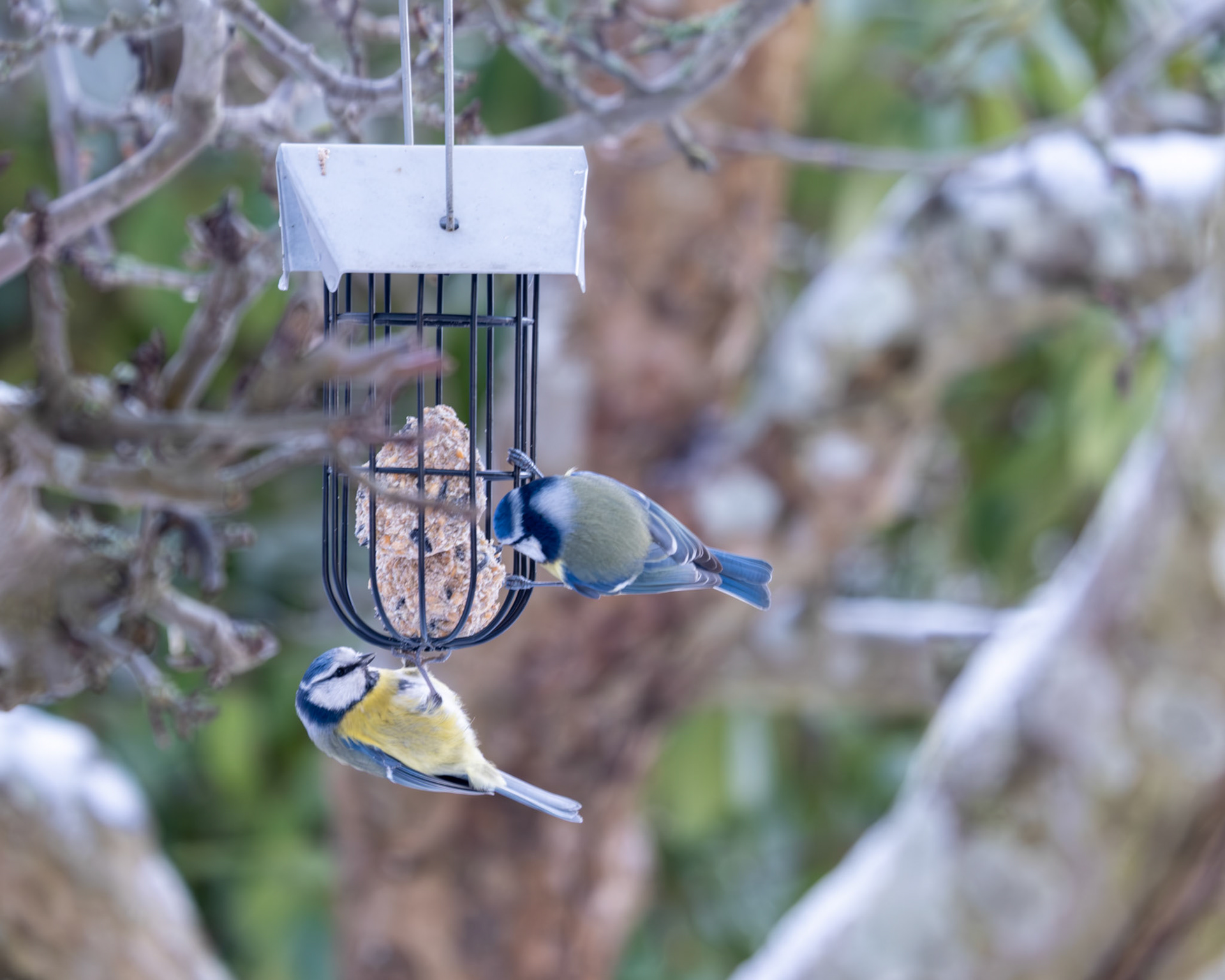 Colourful birds having a snack.