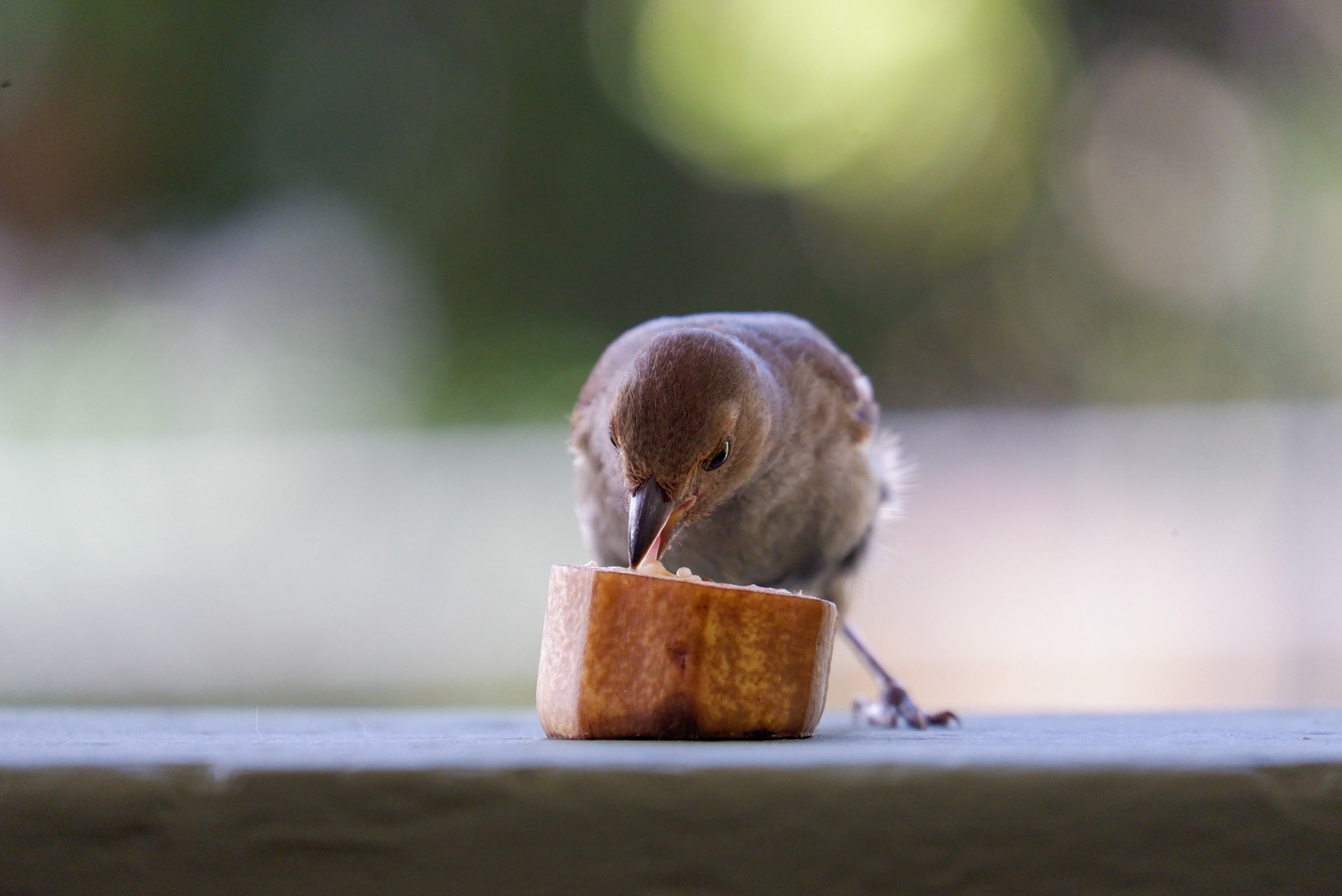 A Barbados Bullfinch enjoying a banana, up close.