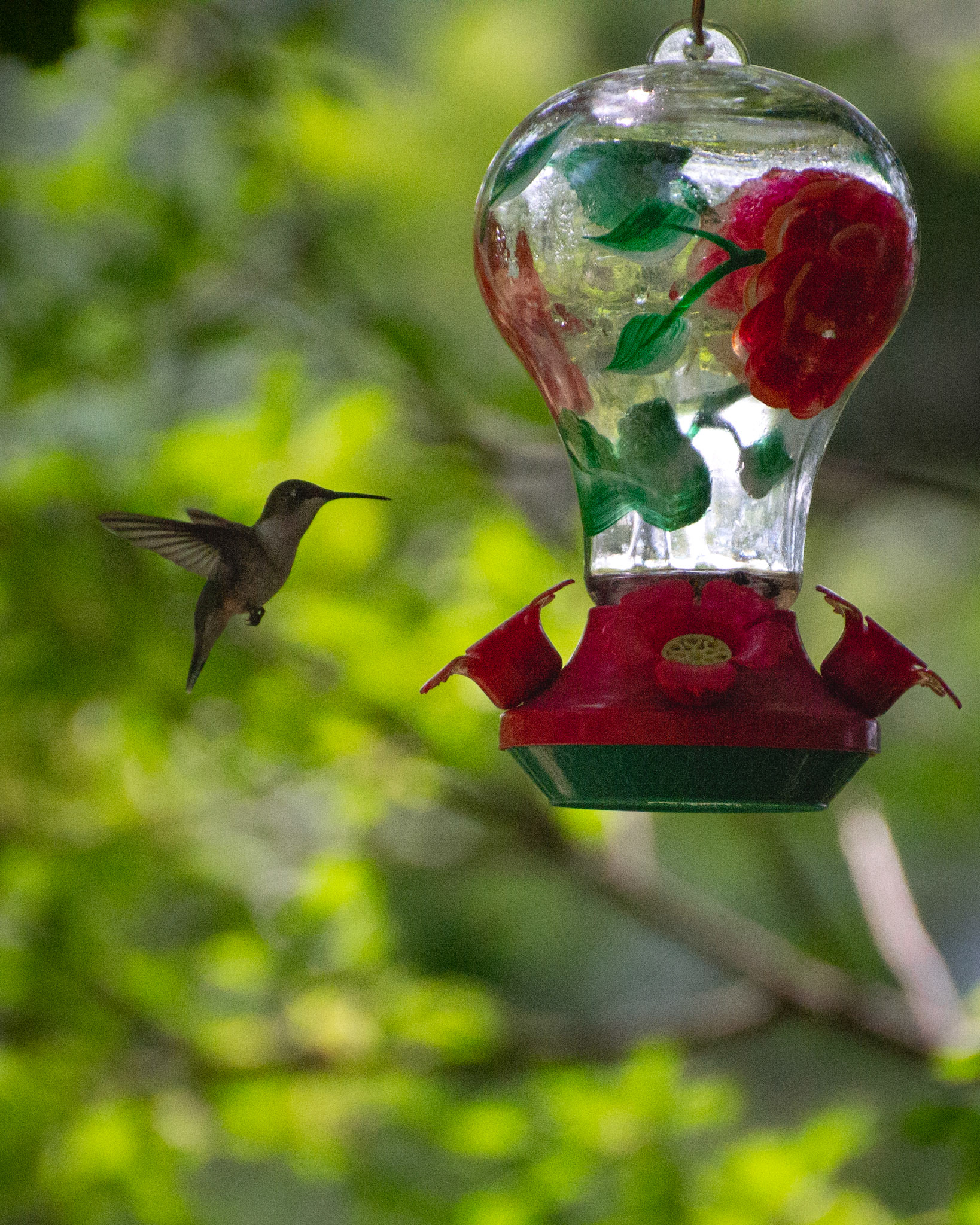 A Ruby Throated Hummingbird in flight at a feeder.