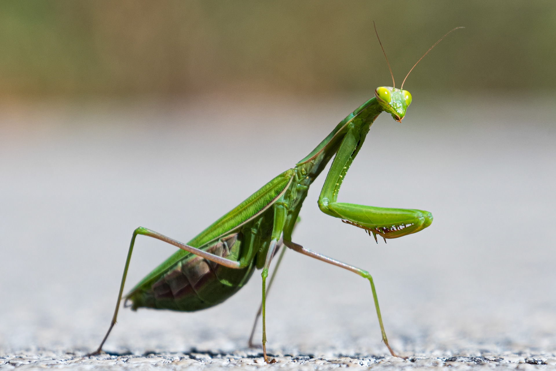 A Praying Mantis is seen up close.