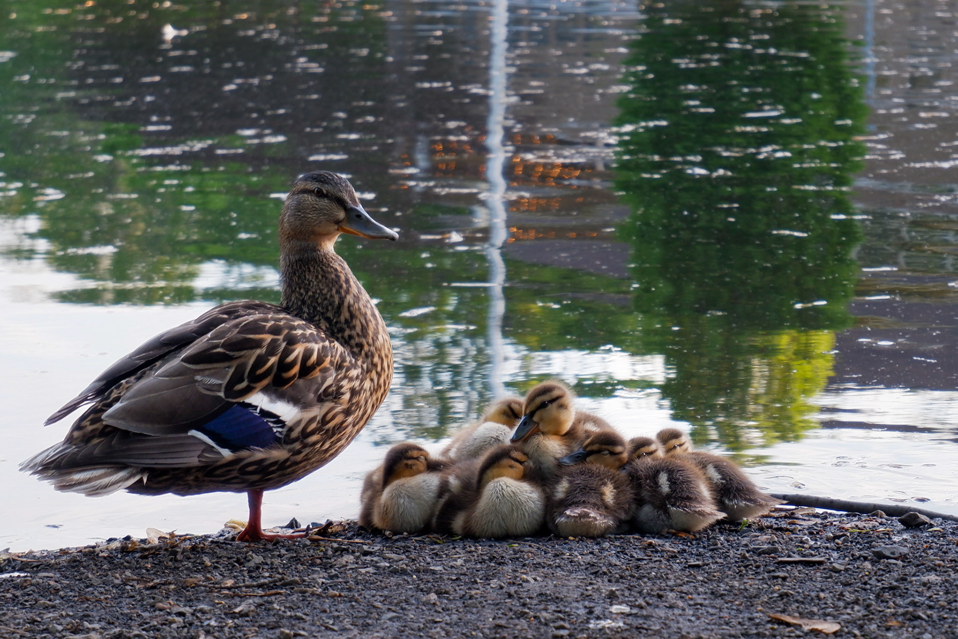 Mama duck and her goslings
