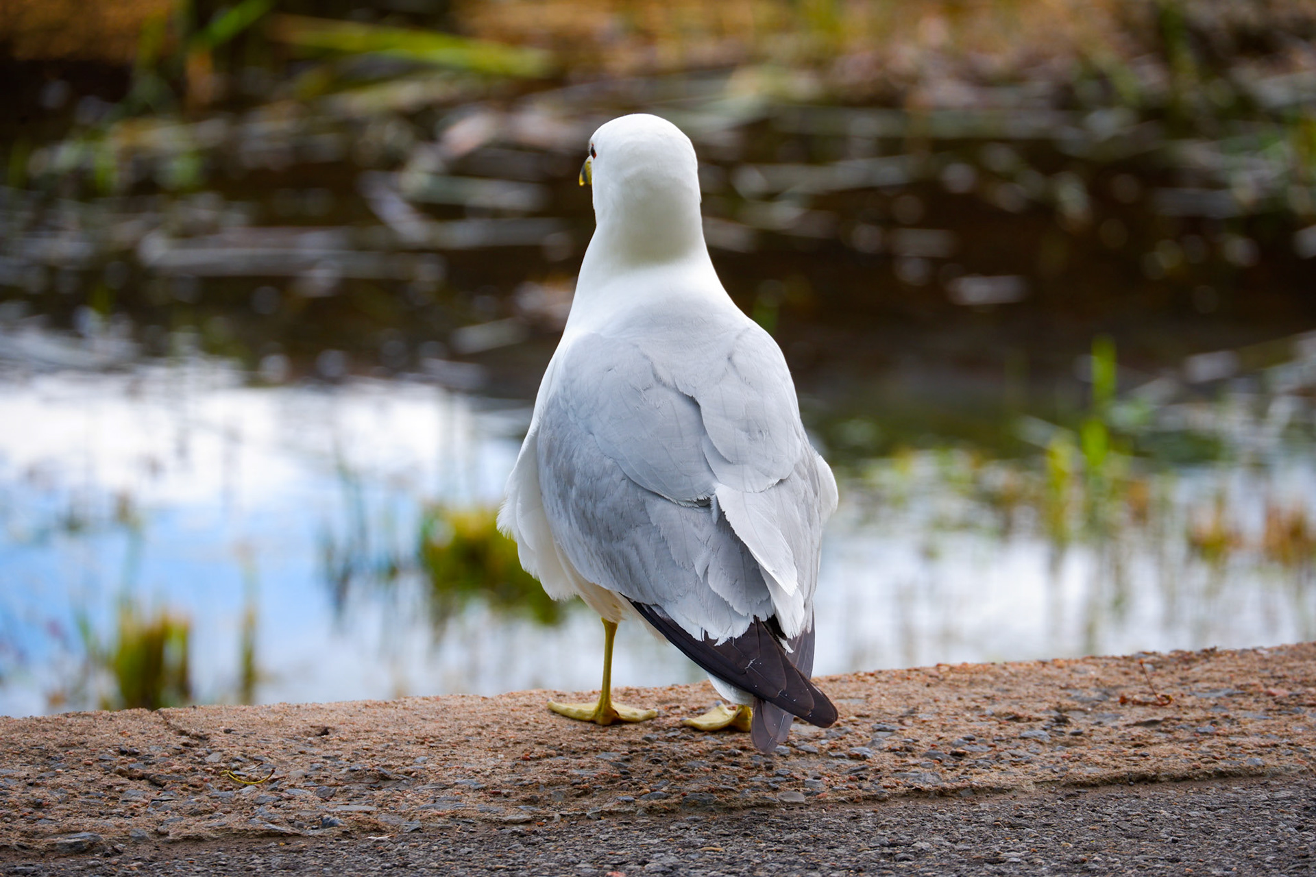 A gull is seen lost in thought looking over a pond.