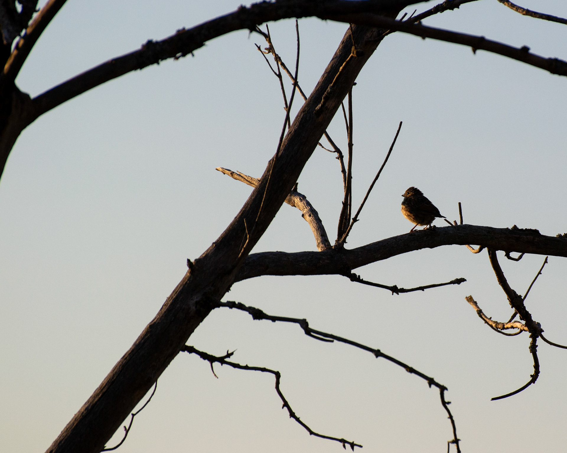 A Finch appears to be enjoying the sunset, at Sunset Farms.