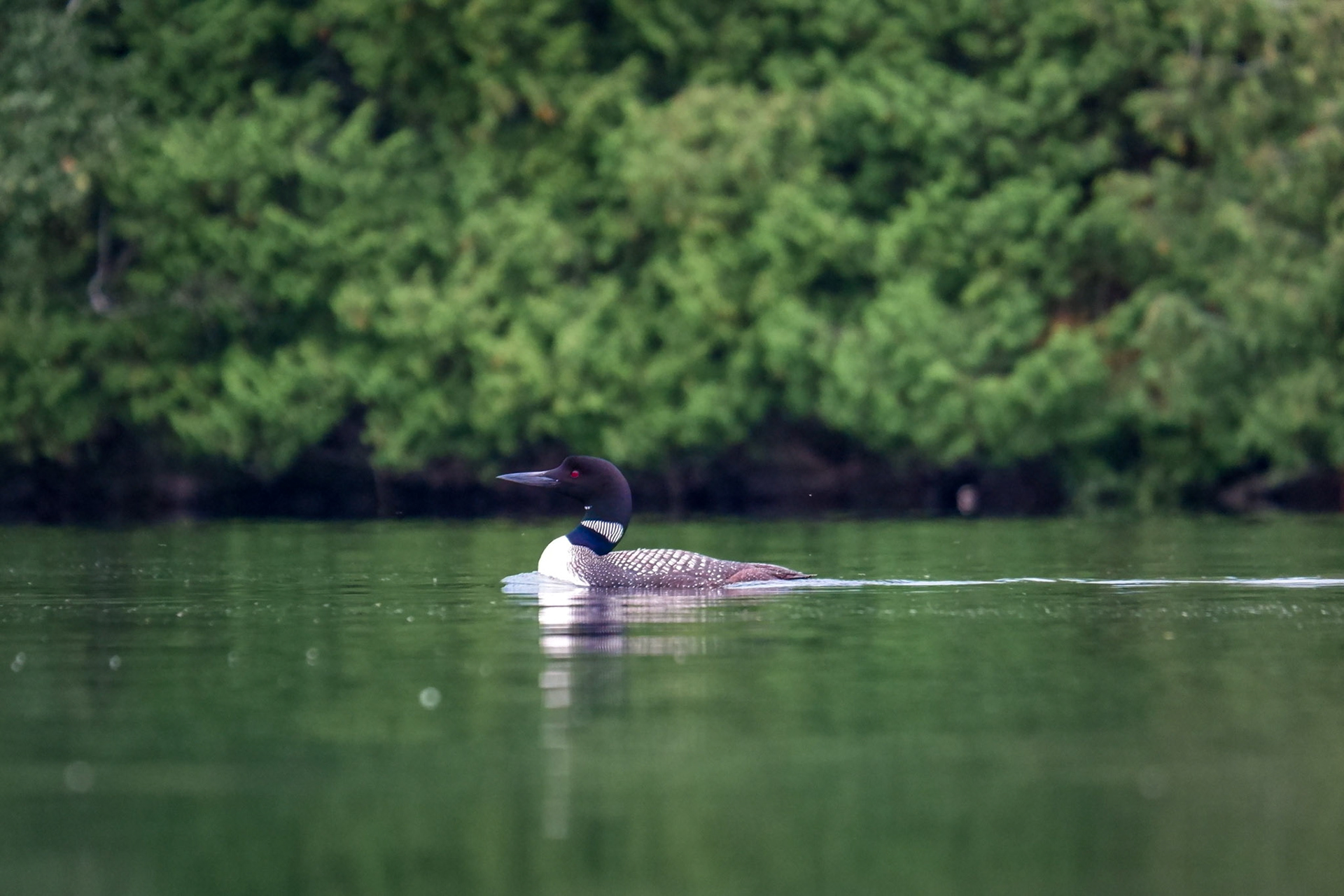 A loon is seen swimming on Lake Clear