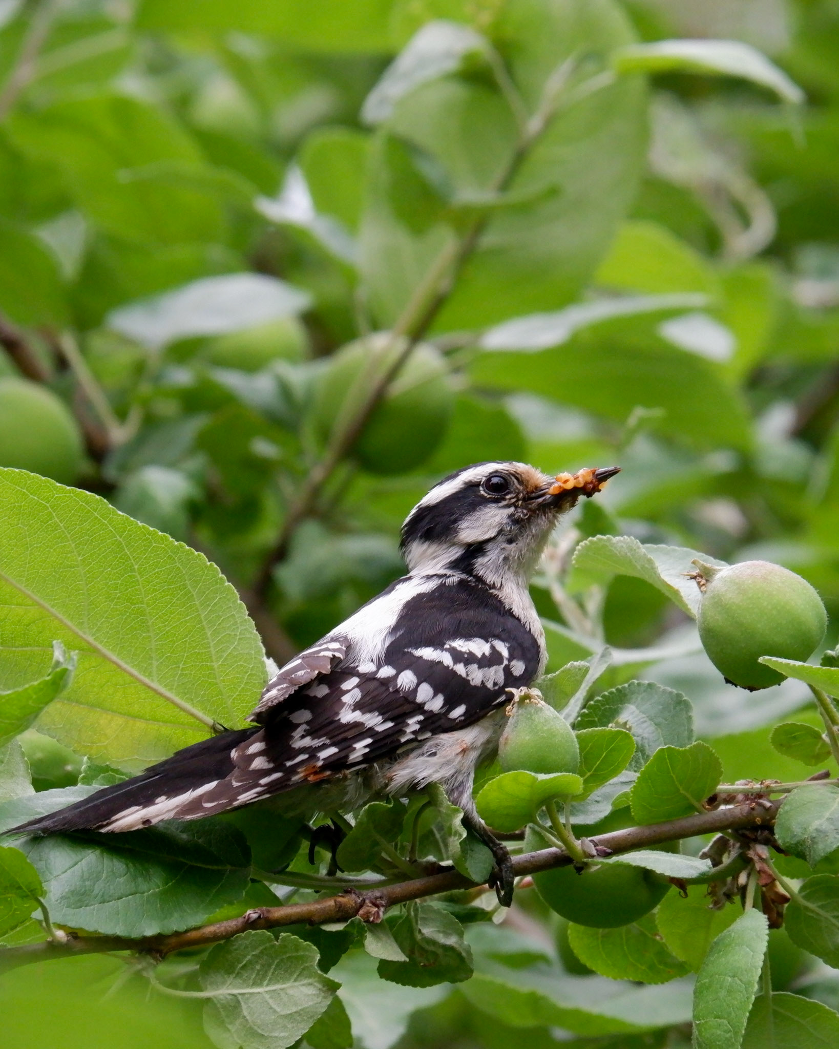 A juvenile Downy Woodpecker is seen with multiple worms in his beck.