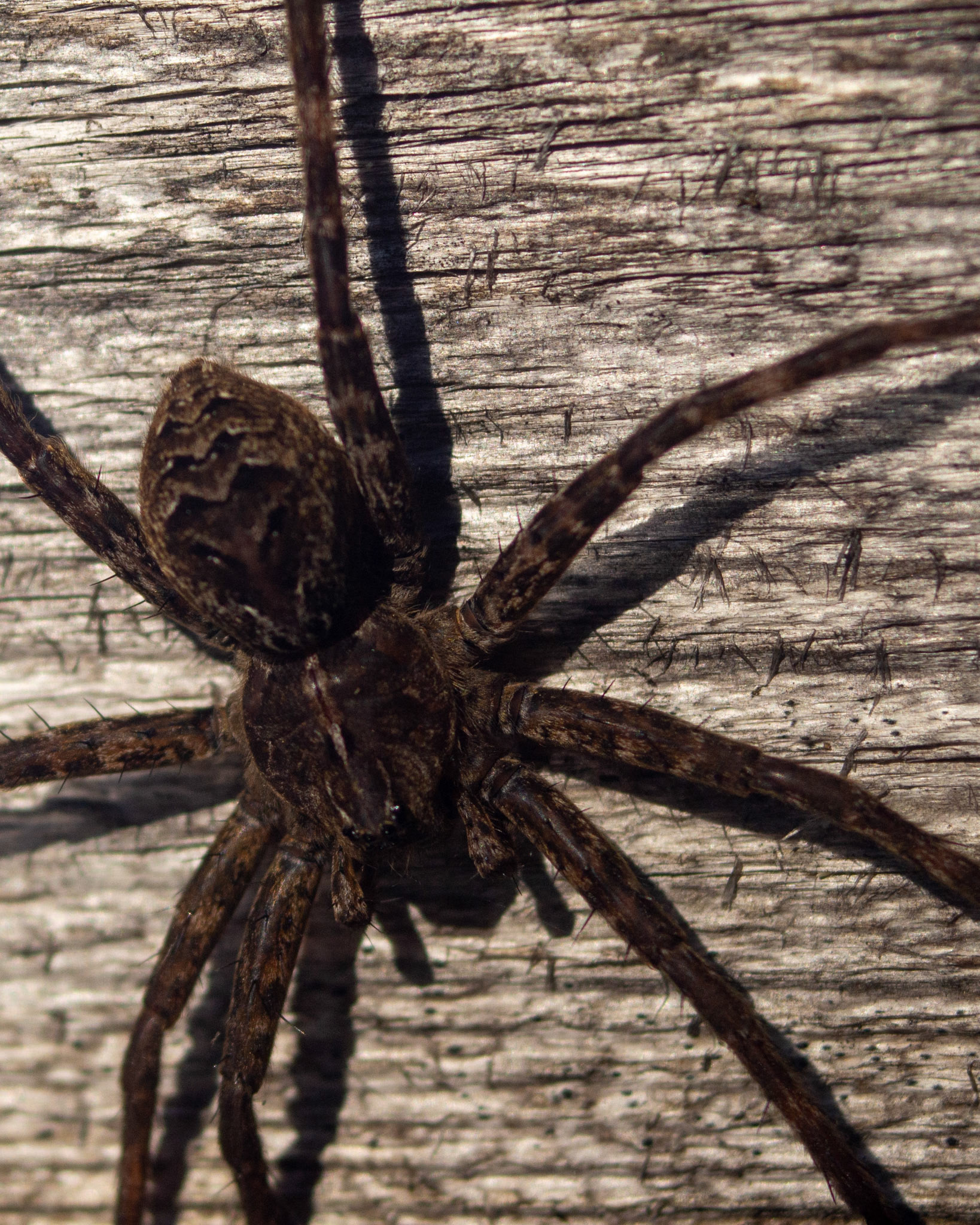 A large dock spider up close and personal