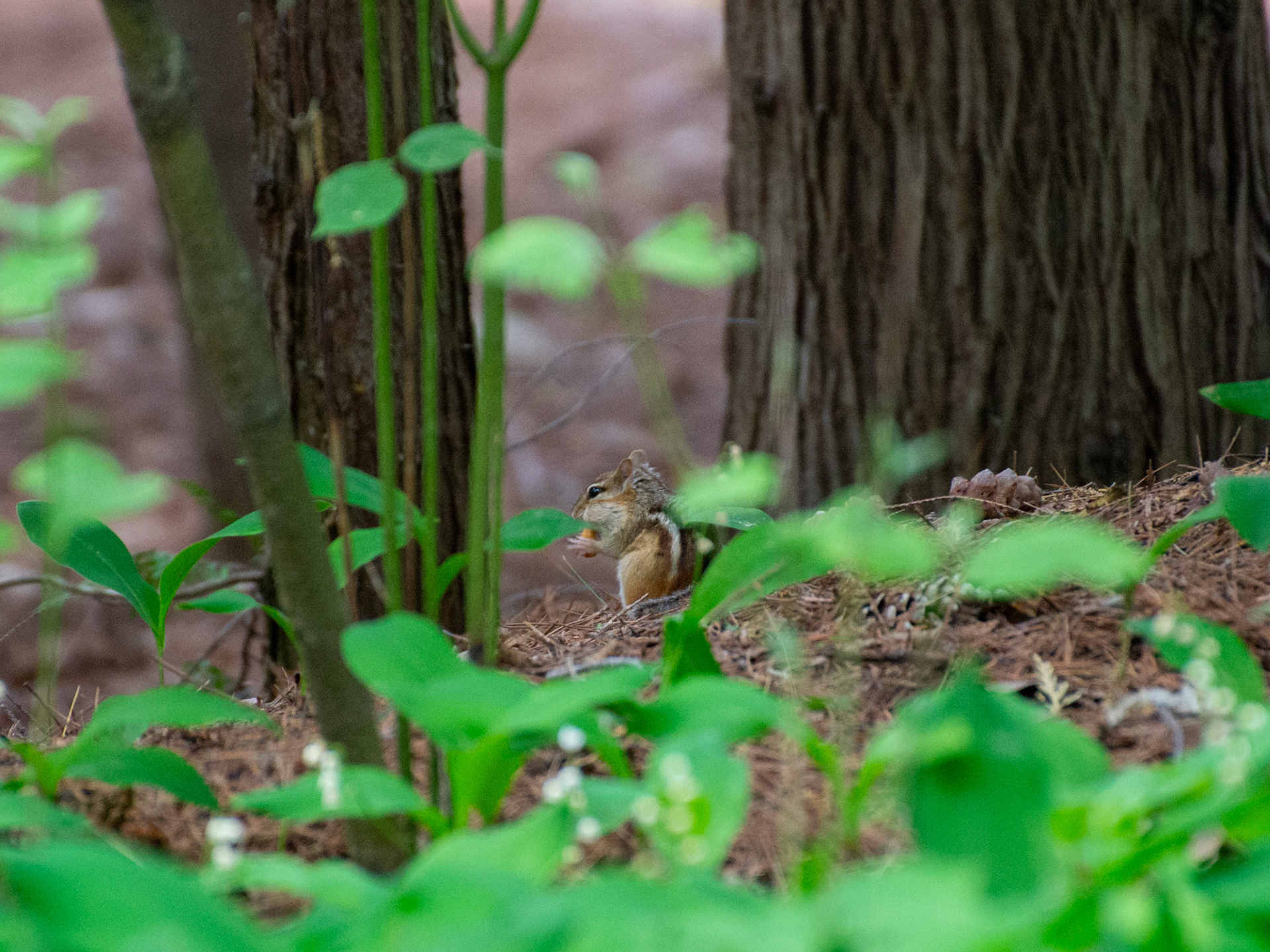 A chipmunk is seen through the grass with his lunch.