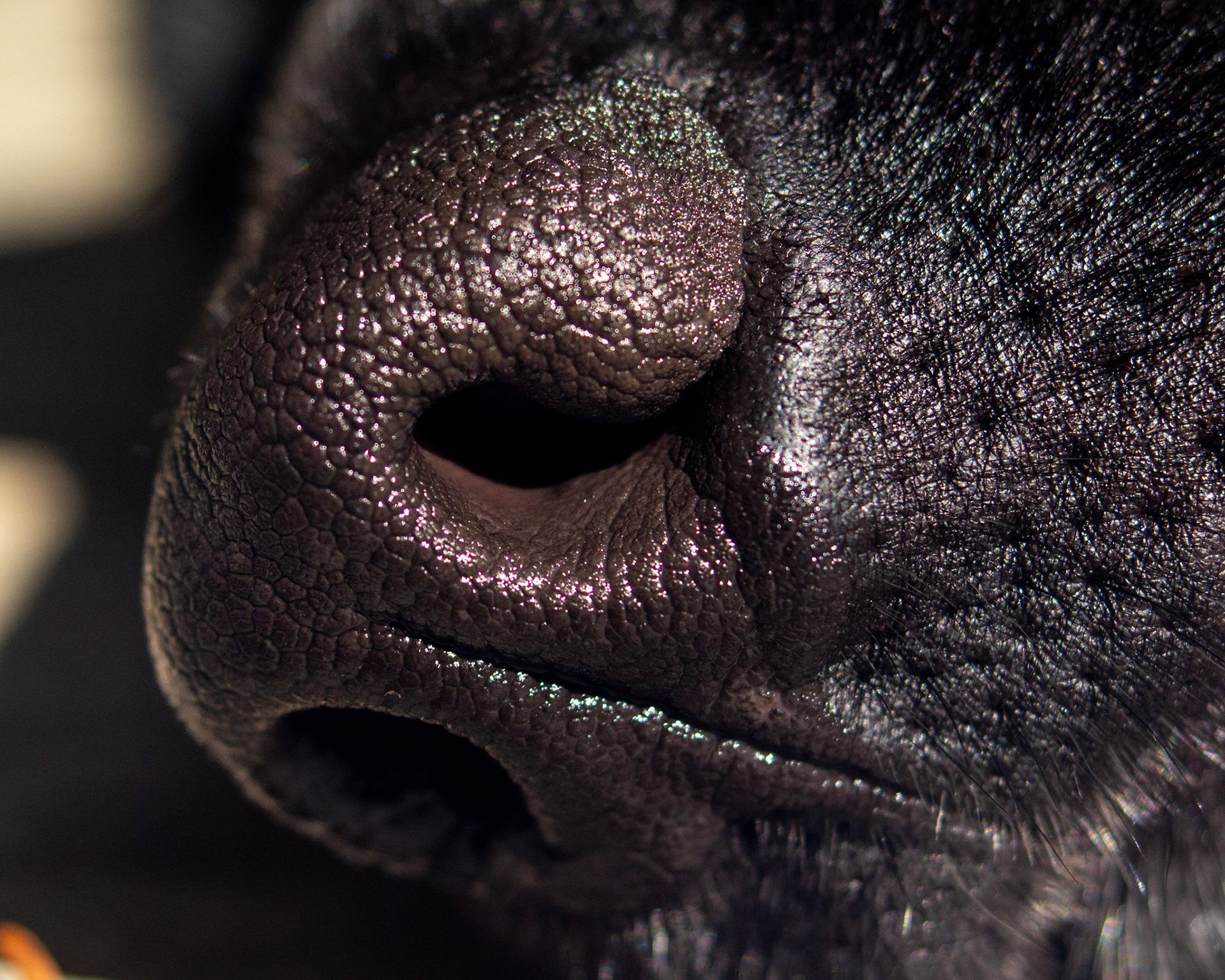 A close up of Archie’s nose.