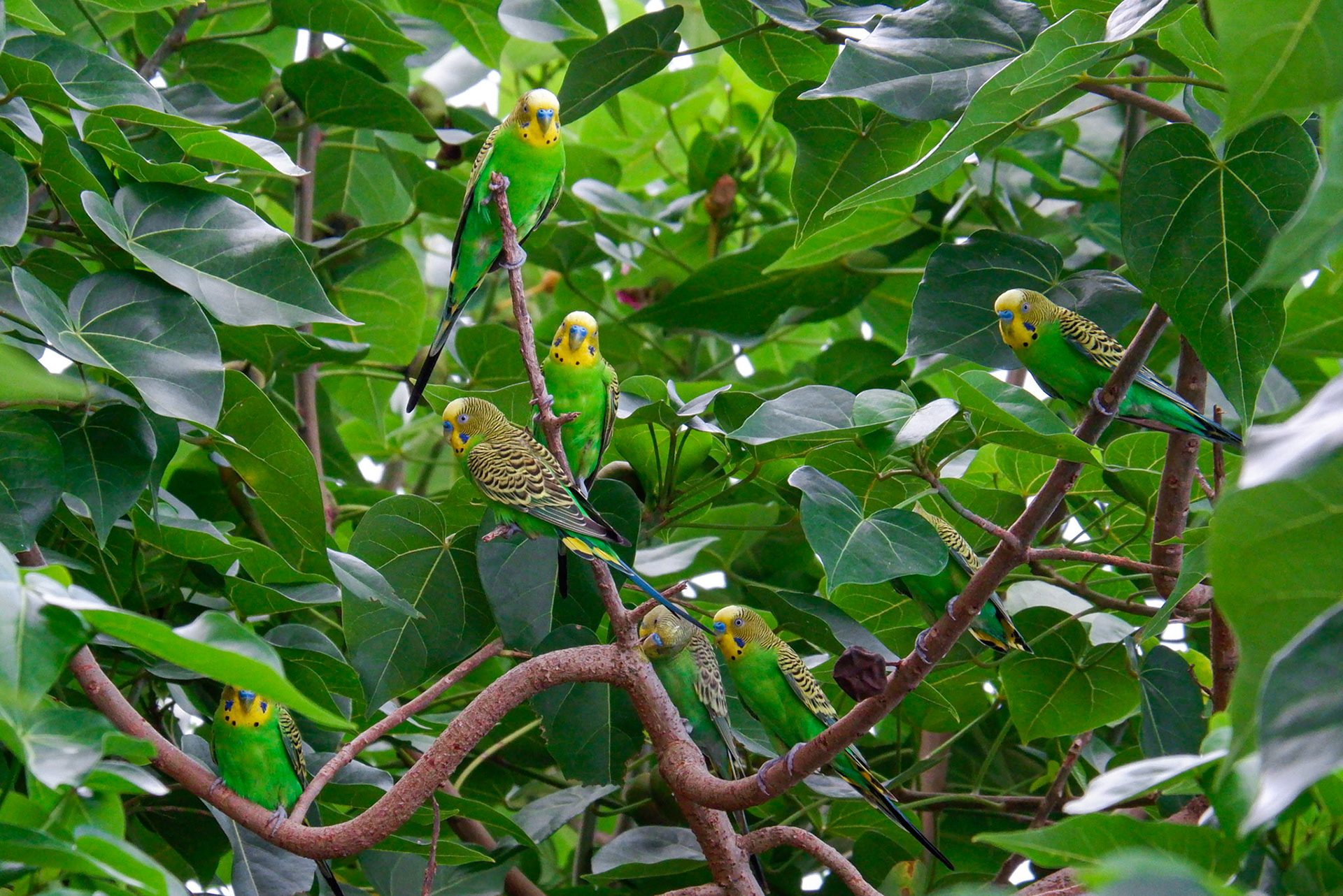 Multiple budgies are perched on a tree by a beach in Barbados