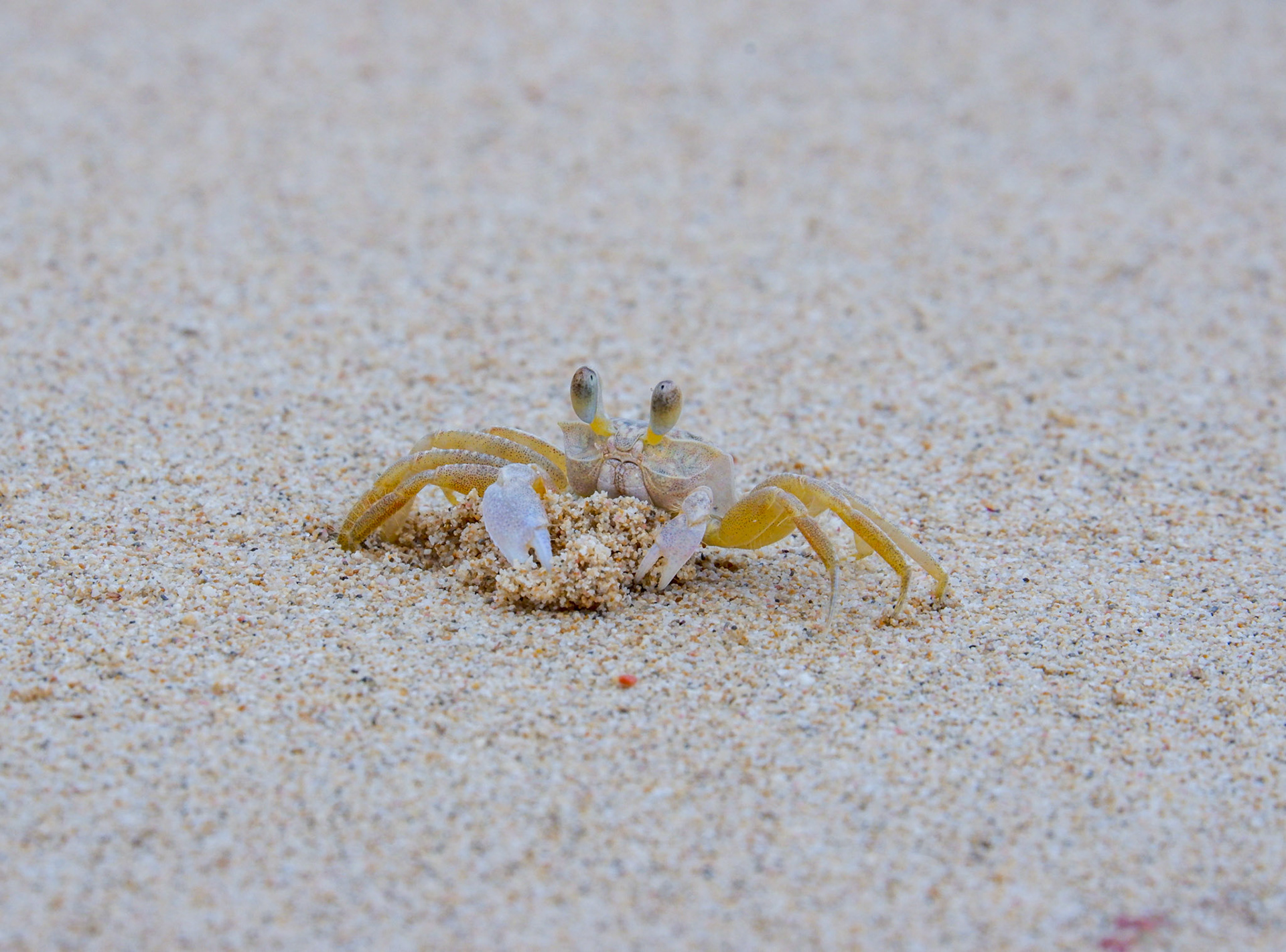 A beach crab collecting sand.