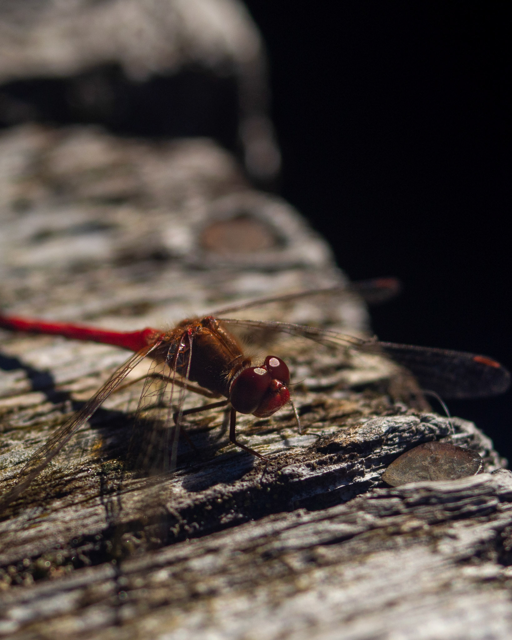Dragon Fly having a rest.