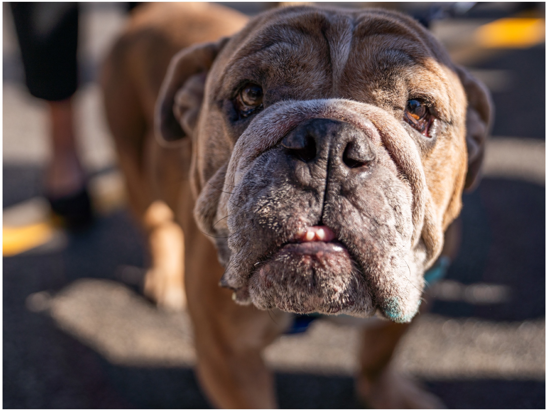 Zeus, a bulldog, at a press conference. Easily stole the show from the politicians yapping away.