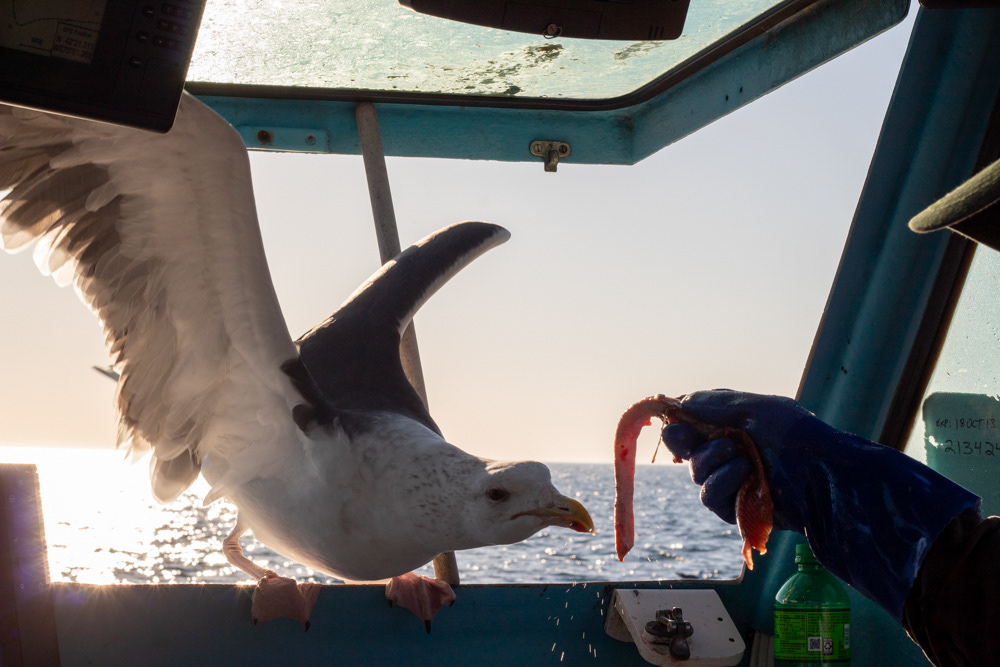 Atlantic ocean — Steve Holler, a Massachusetts lobster fisherman feeds a seagull a scrap of salmon aboard his boat in late October, 2023.