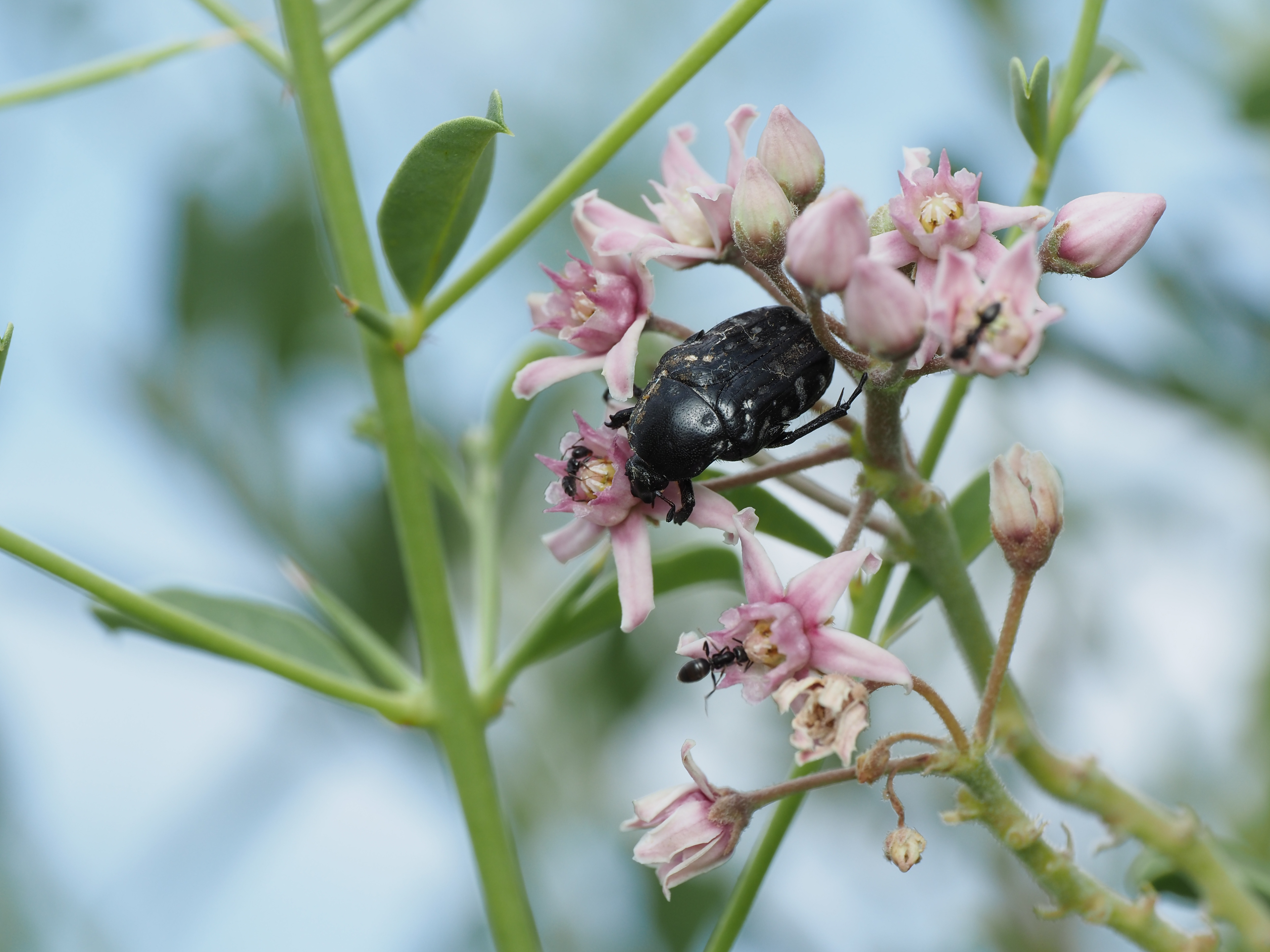 Cynanchum acutum