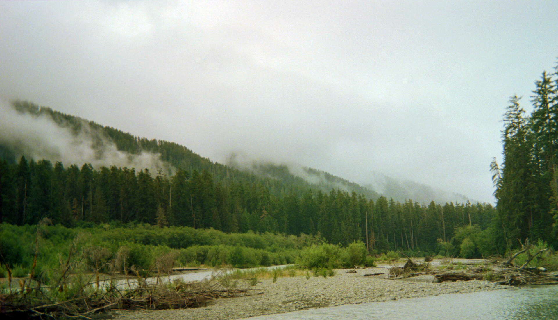 Hoh Rainforest, Olympic National Park, Washington