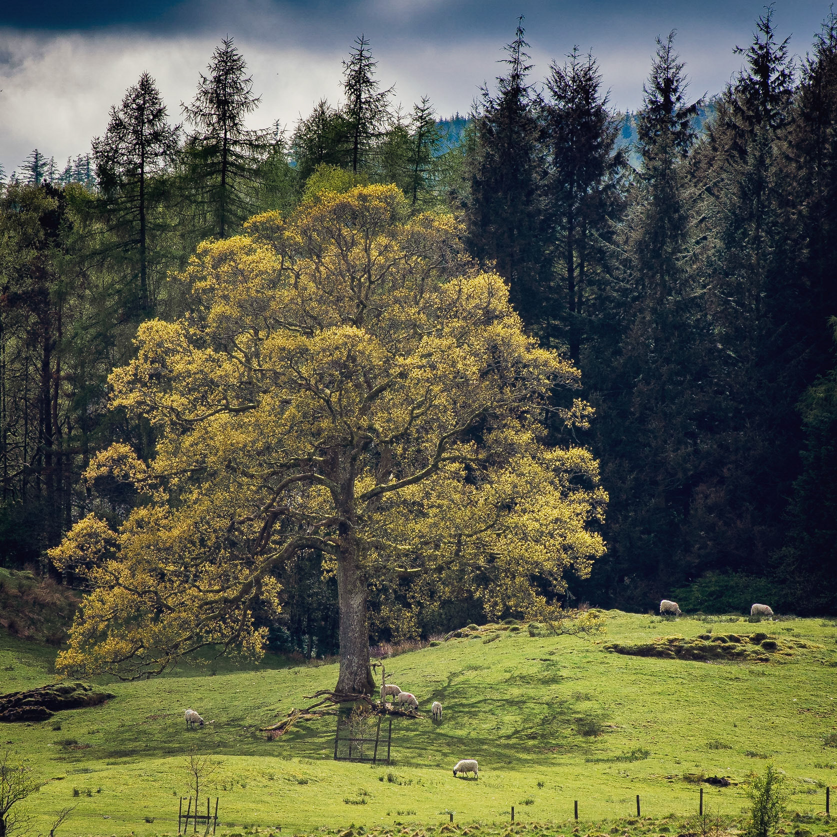 I found this tree at the northern end of Windermere, I lovede the way the sun was lifting it apart from the background which was in shadow.