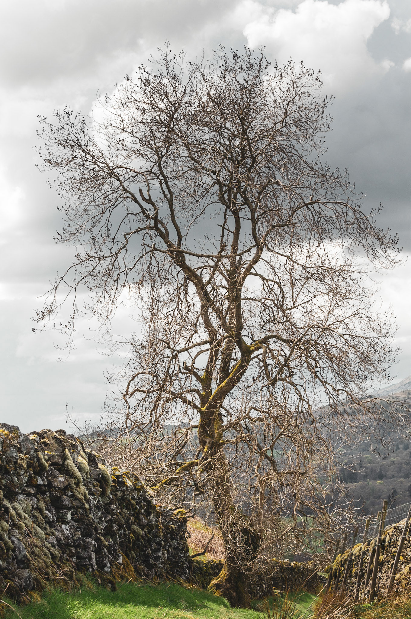 Tree found on the climb to Wansfell Pike from Ambleside