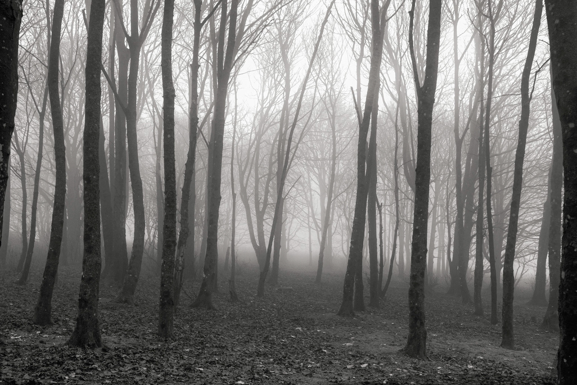 Thick fog surrounds the woods at Devils Dyke....Great for photographers!
