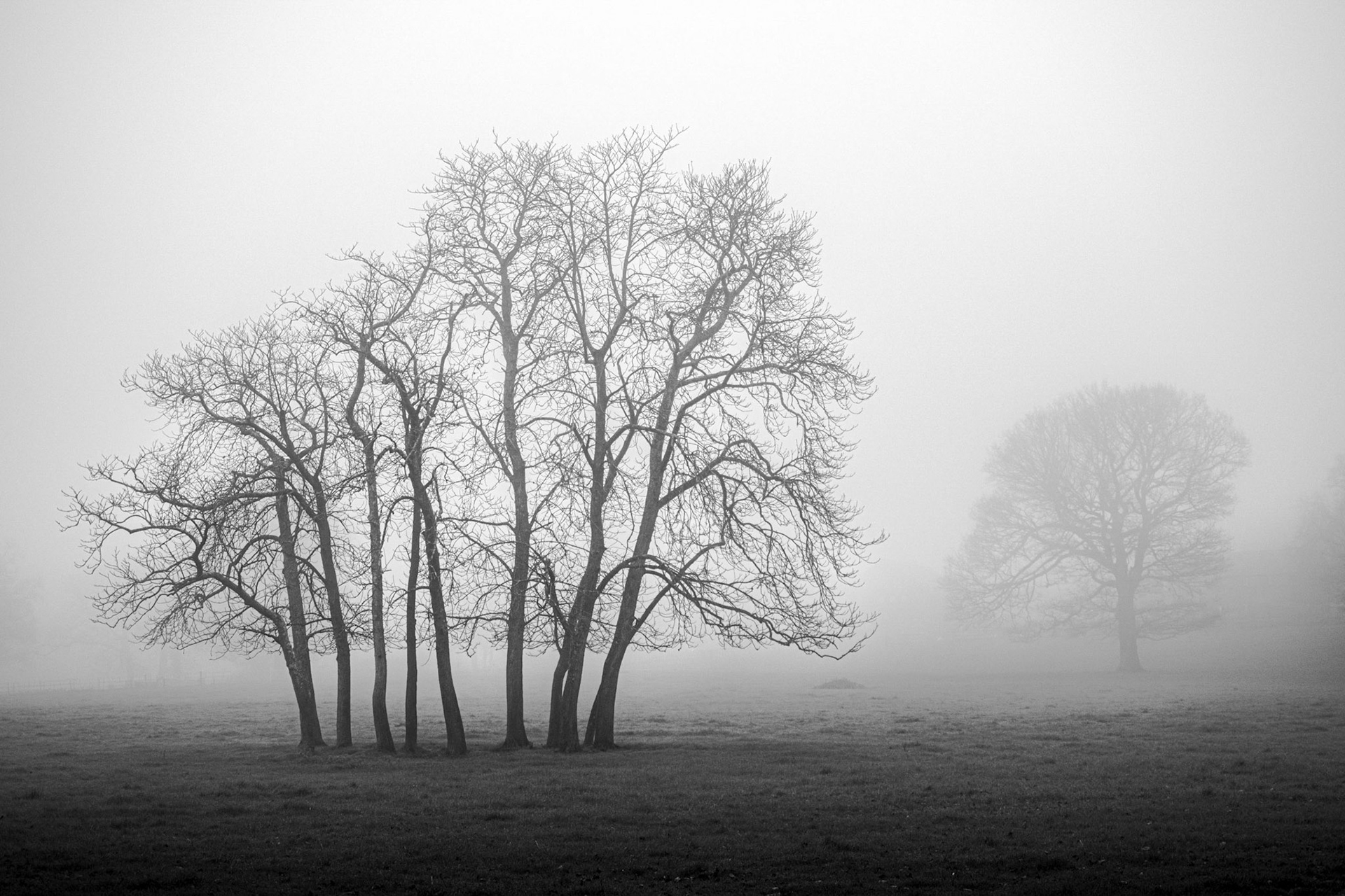 Trees in Fog