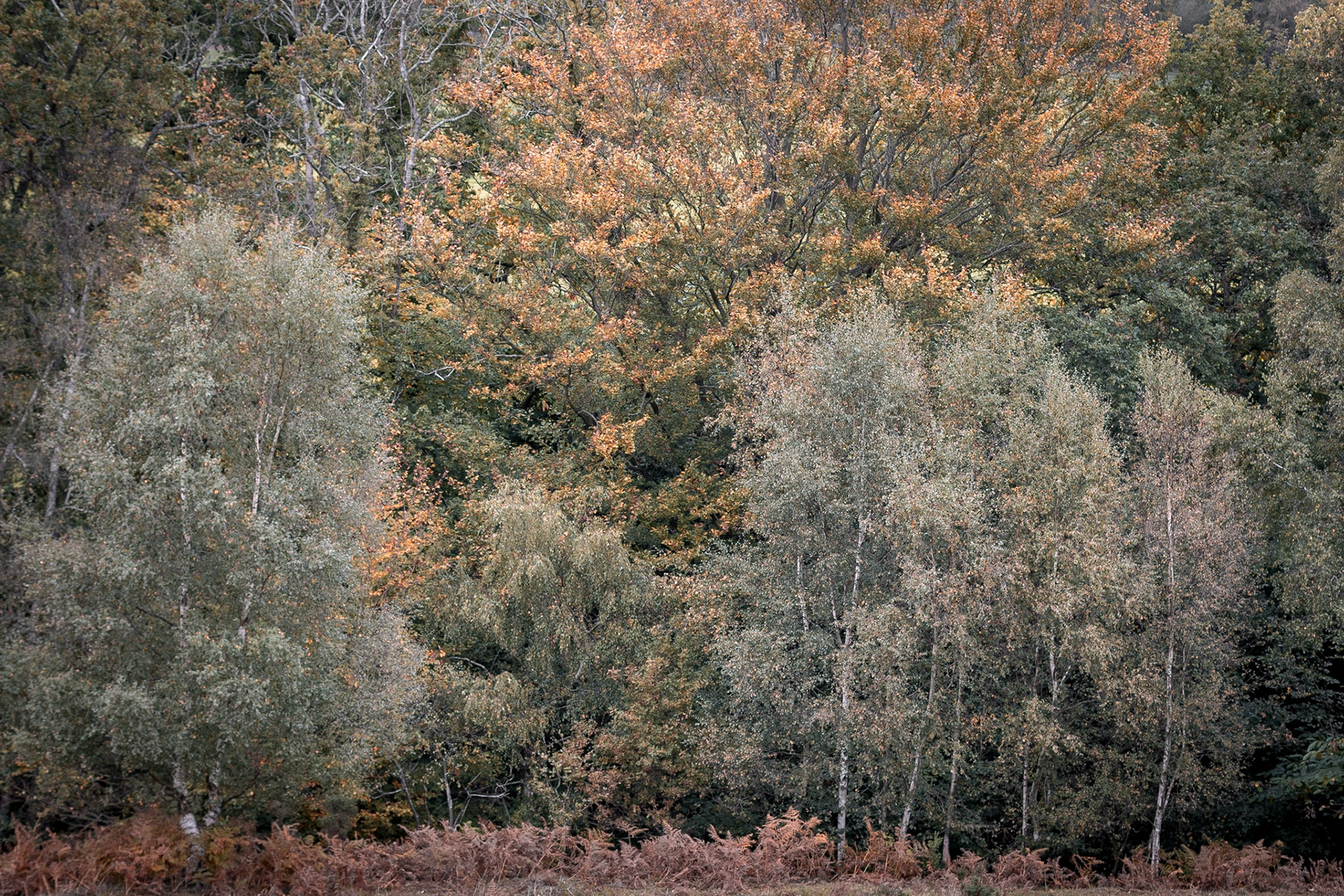 A splash of splendid early Autumn colour set against some Silver Birch trees.