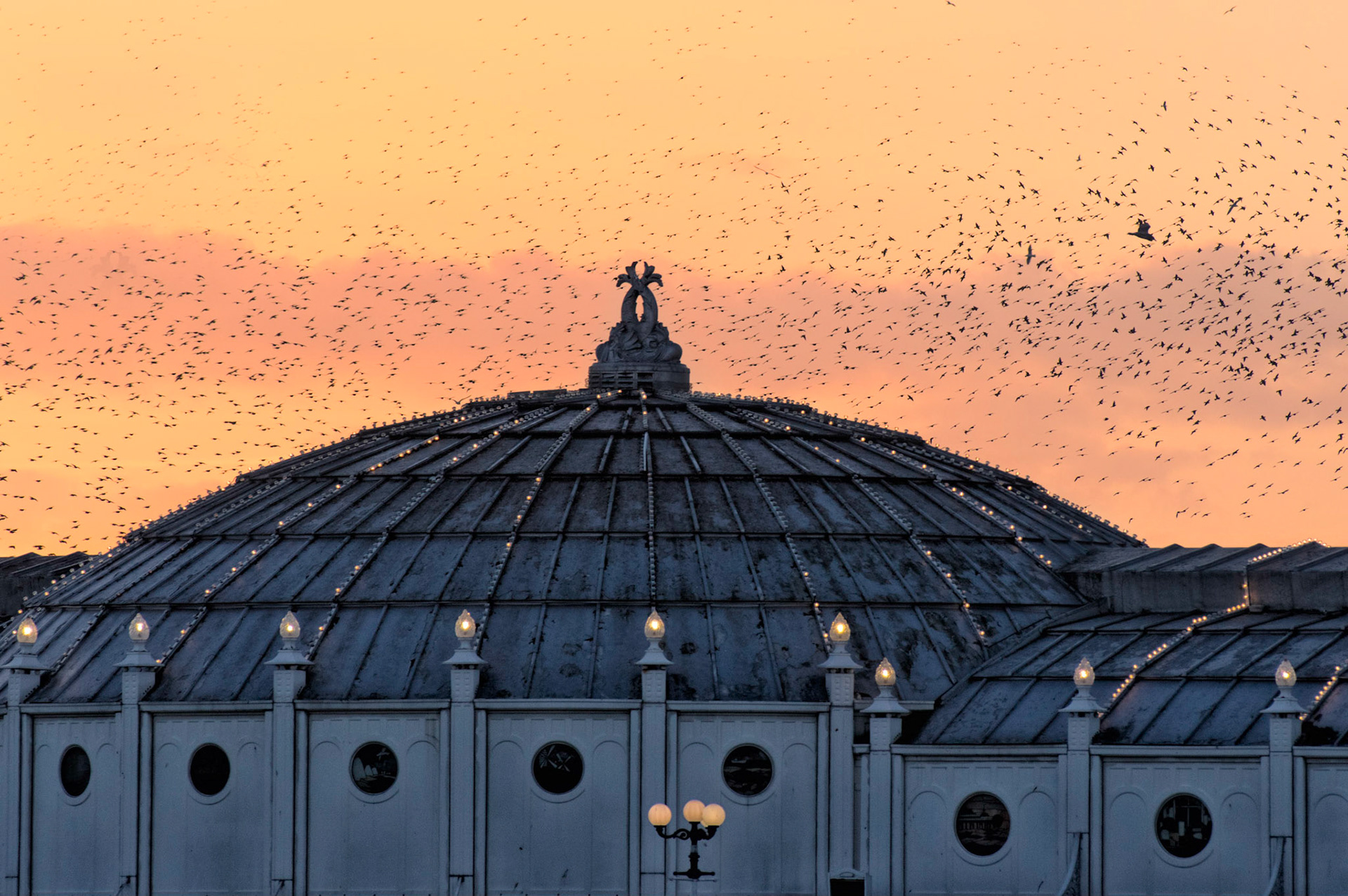 A winter sunset over Brighton Pier, the Starlings perform a murmuration.