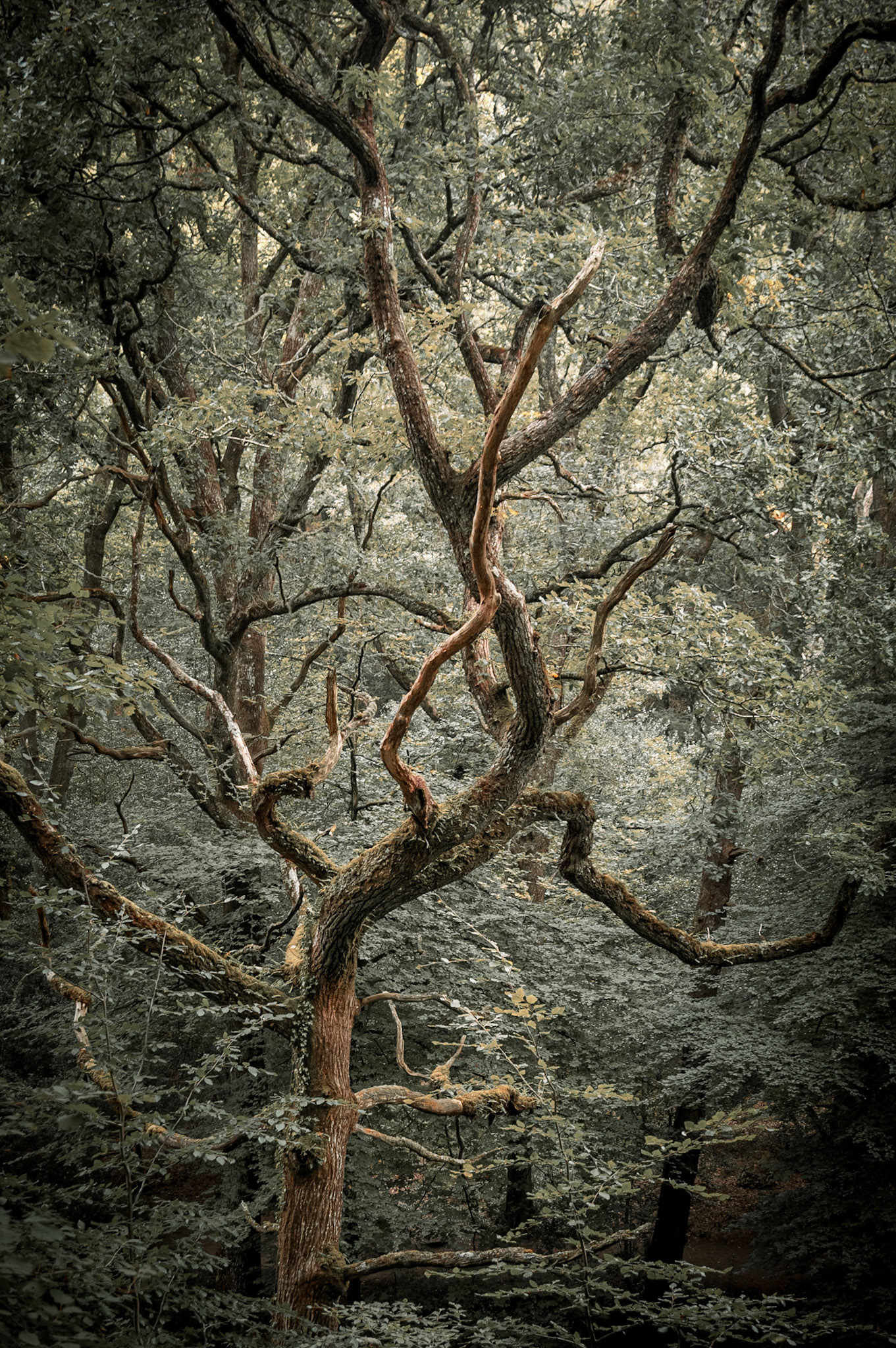 An ancient tree twists and fights its way through the dense canopy.