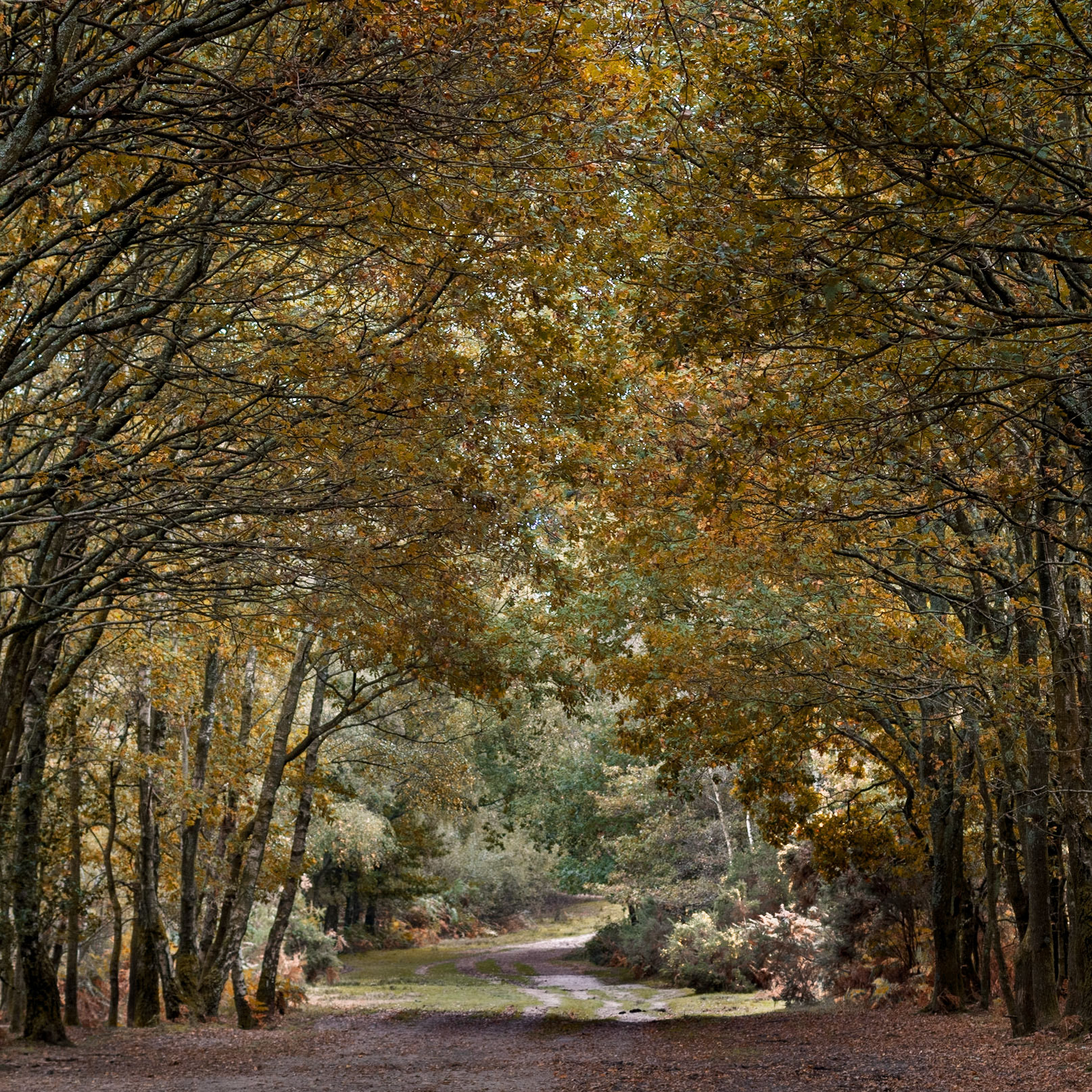Trees leaning to form a canopy of pure autumn gold.