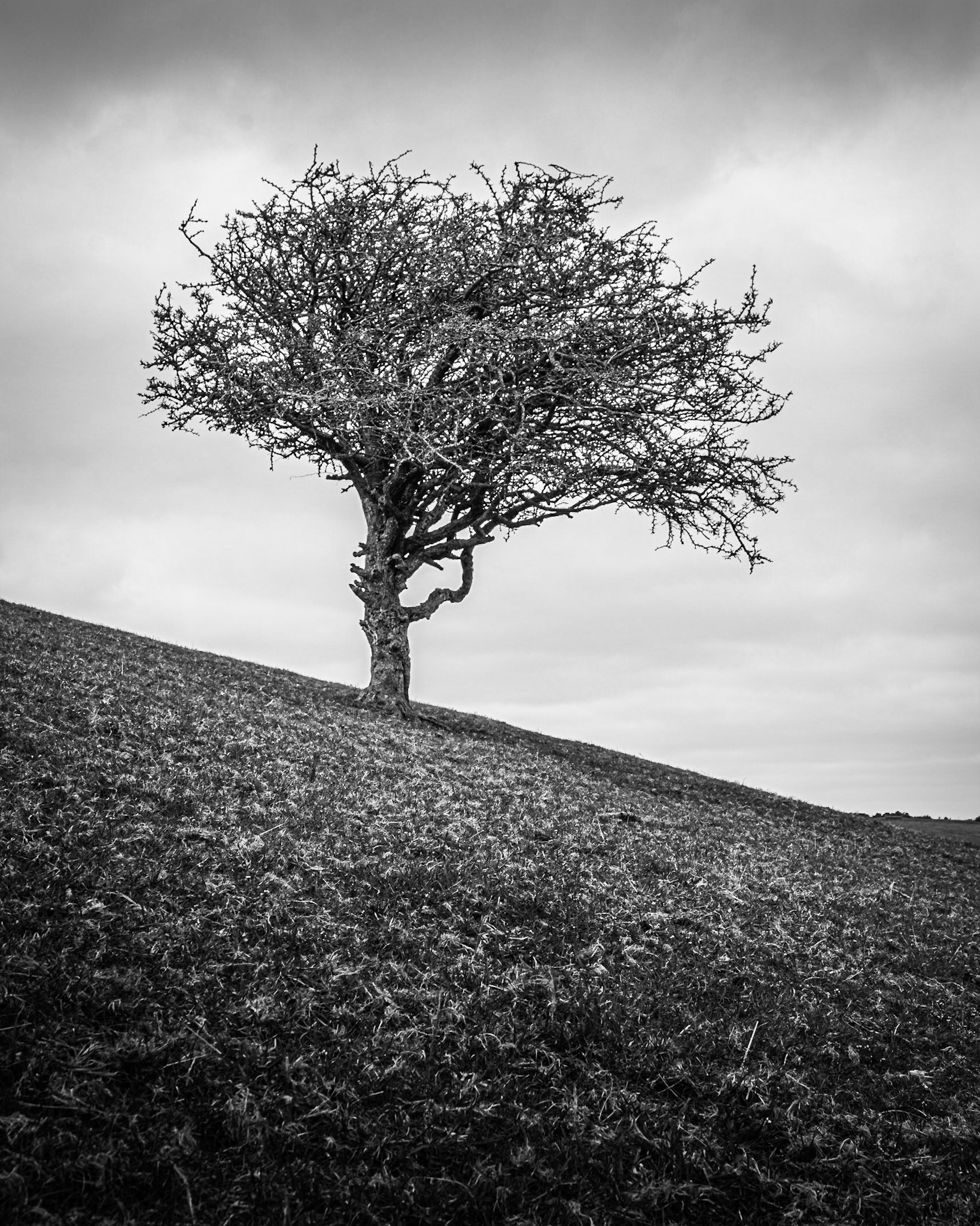 A lone tree sits in isolation on Kingston Ridge, off the South Downs Way. www.ndlphotography.co.uk