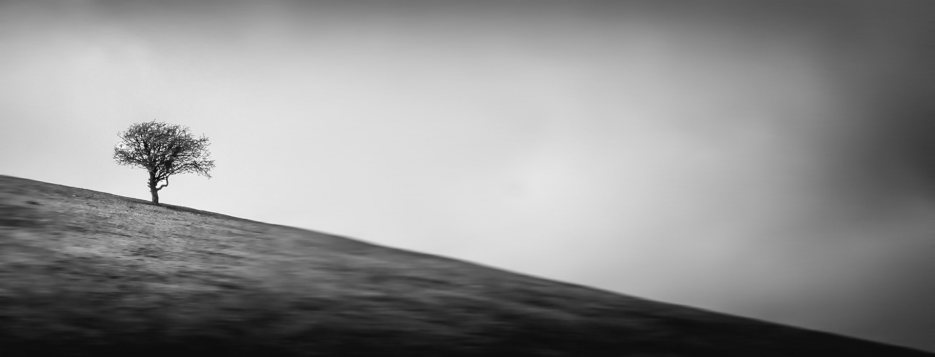 Hawthorn Trees have been a feature of the Downs for many, many years. They can be found in small clumps or more likely completely alone. www.ndlphotography.co.uk