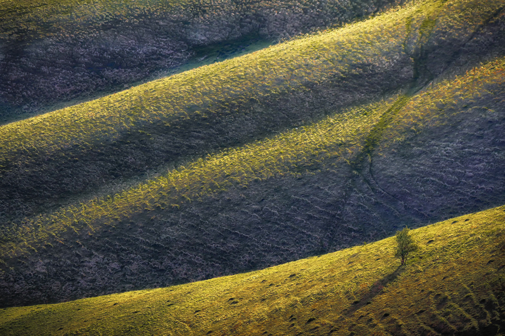 The early morning light casts shadows across the folds in the downs at Firle. The light highlights the patterns and texture of the downland. The tree casting its shadow is an added bonus.