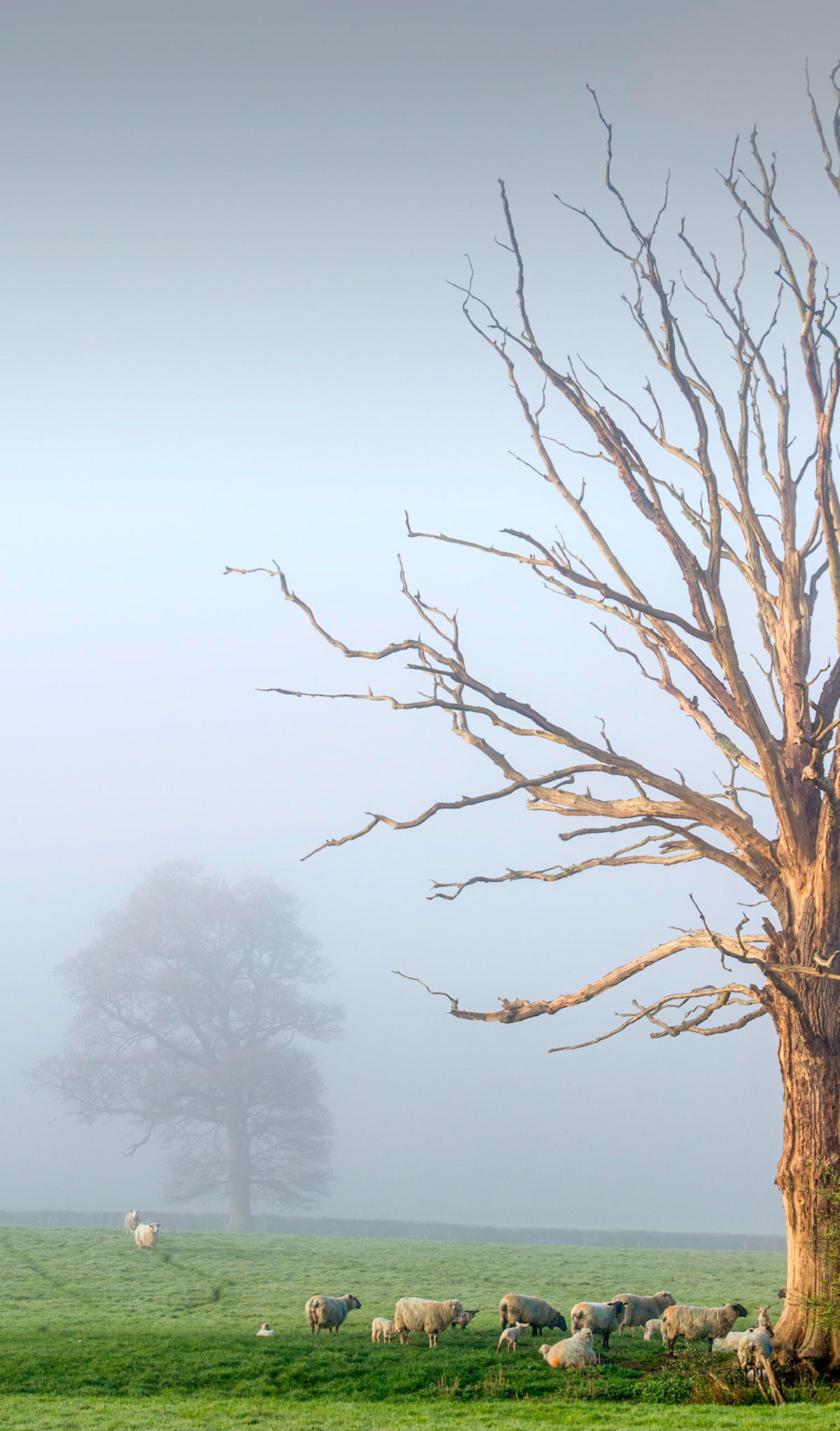 Taken at Bolney, sheep gather for an early breakfast.