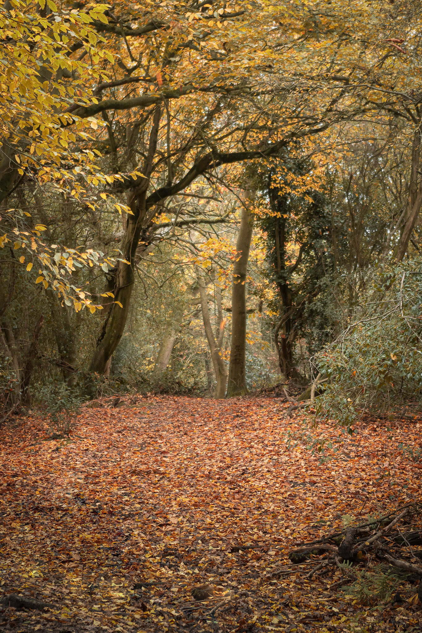 Autunm colours welcome us to woodland at Ditchling