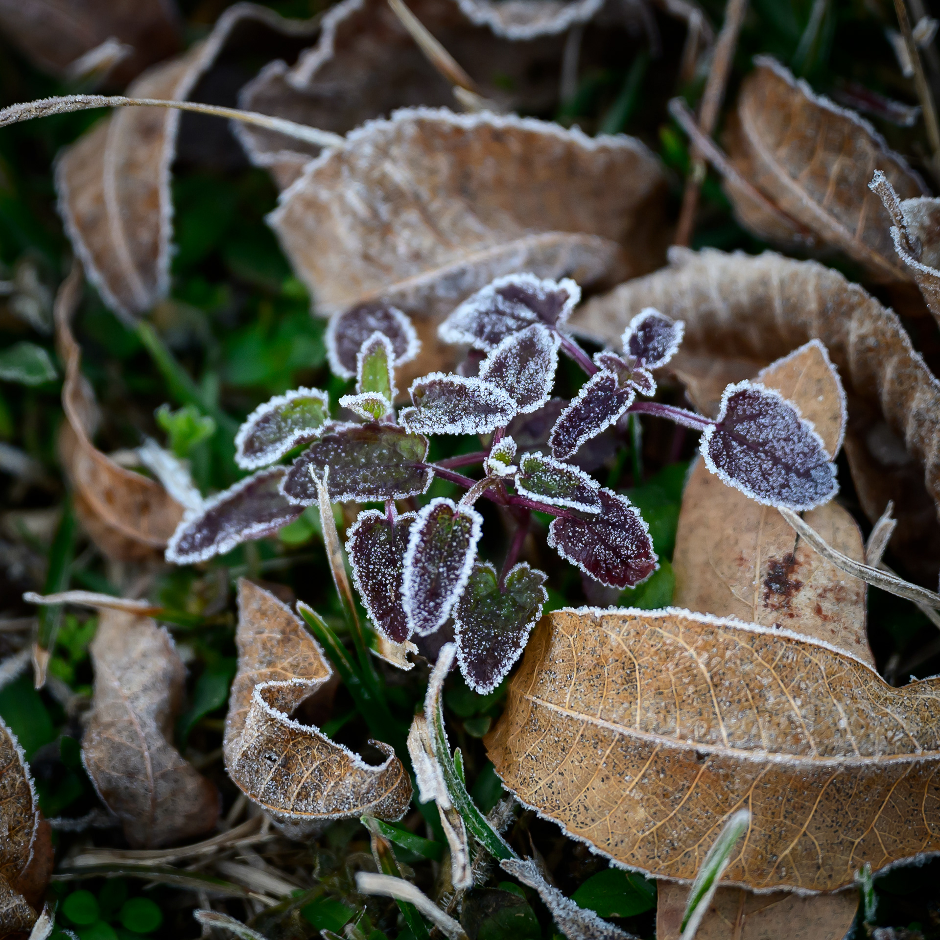 Frost