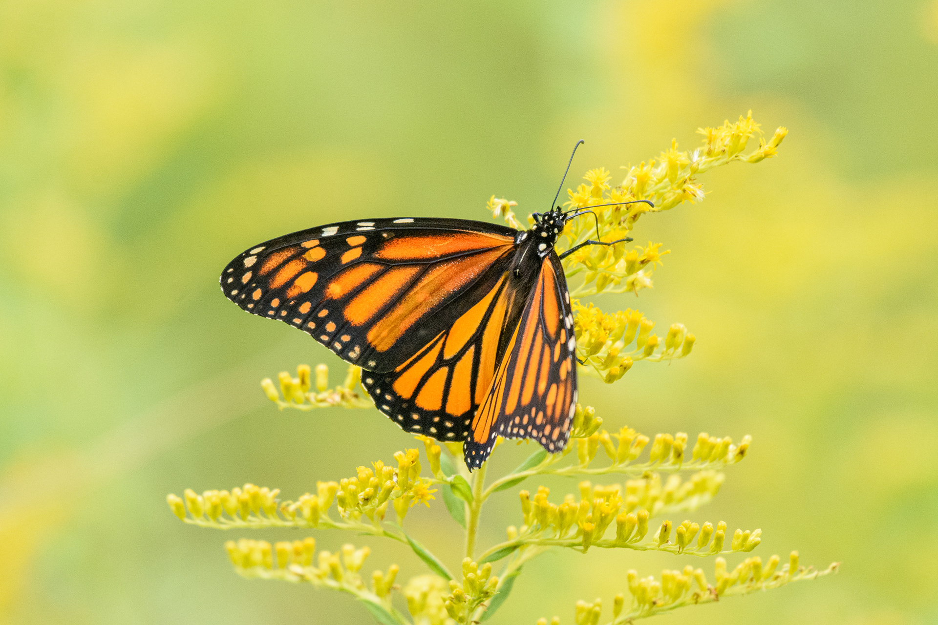 Monarch (Danaus plexippus)