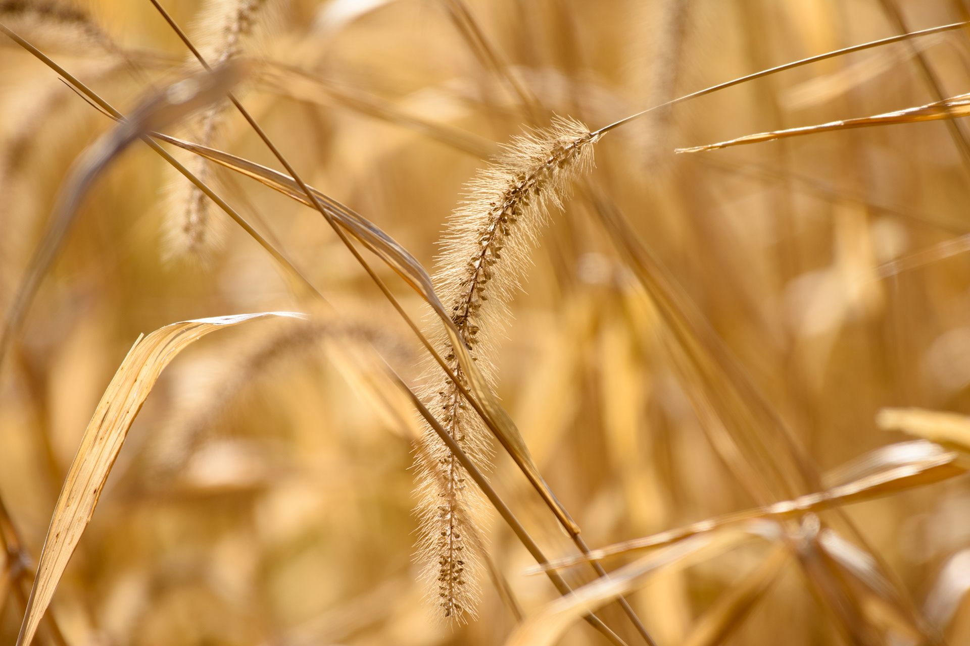 Foxtail