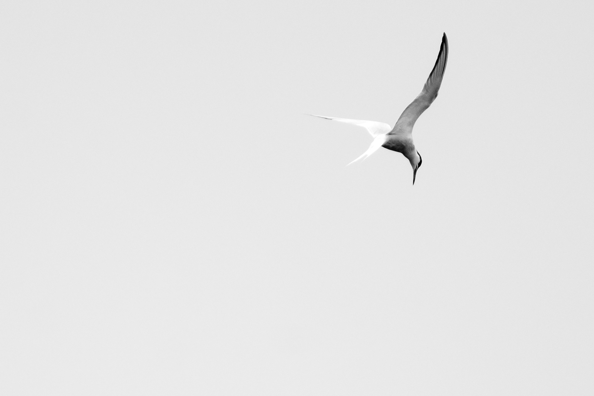 Common Tern (Sterna hirundo)