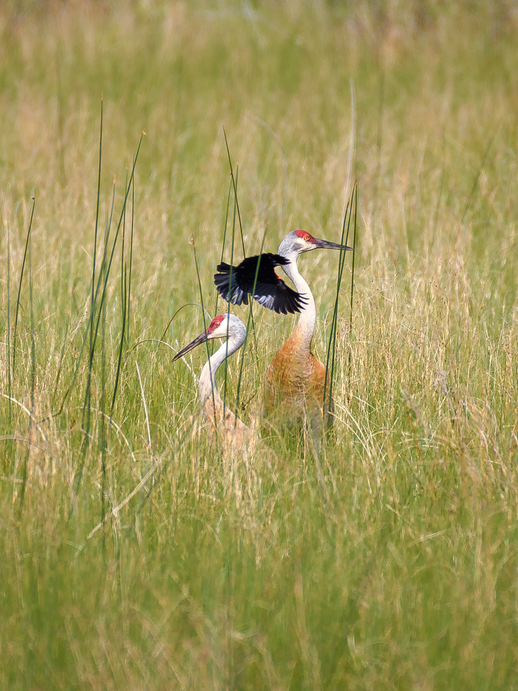 Sandhill Crane Pair with Colts (Antigone canadensis)