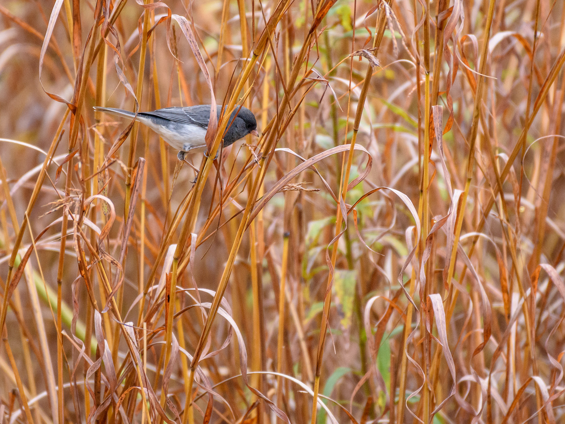Dark Eyed Junco