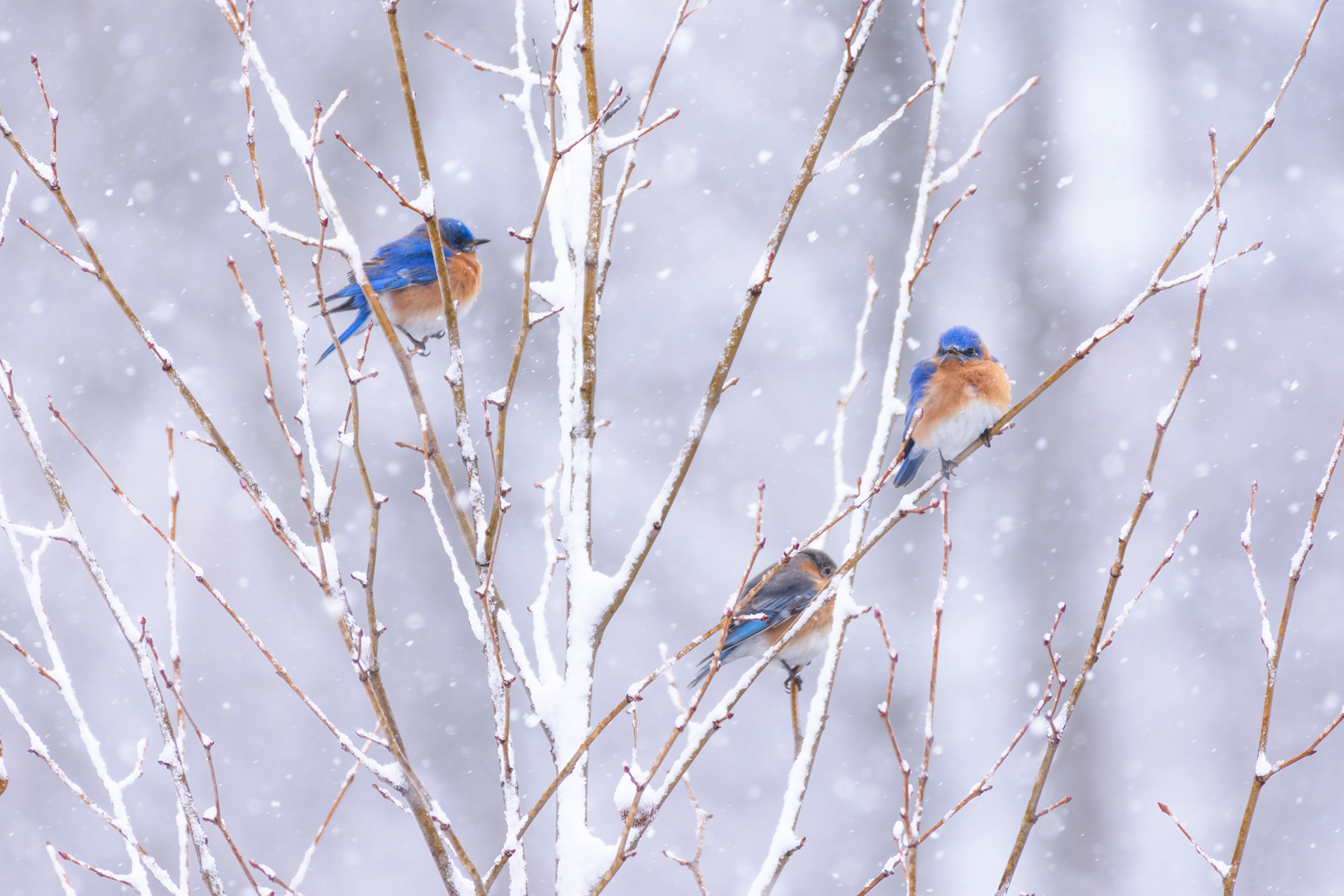 Bluebirds during heavy snowfall
