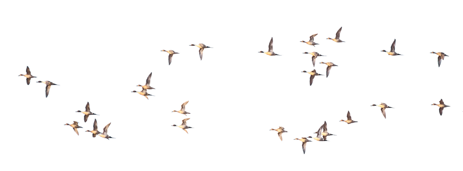 27 Pintails (Anas acuta)