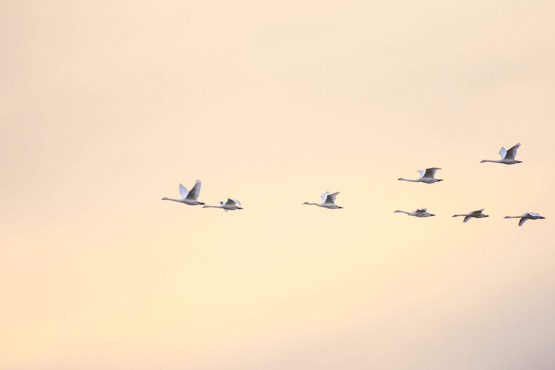 Tundra Swans at Sunset
