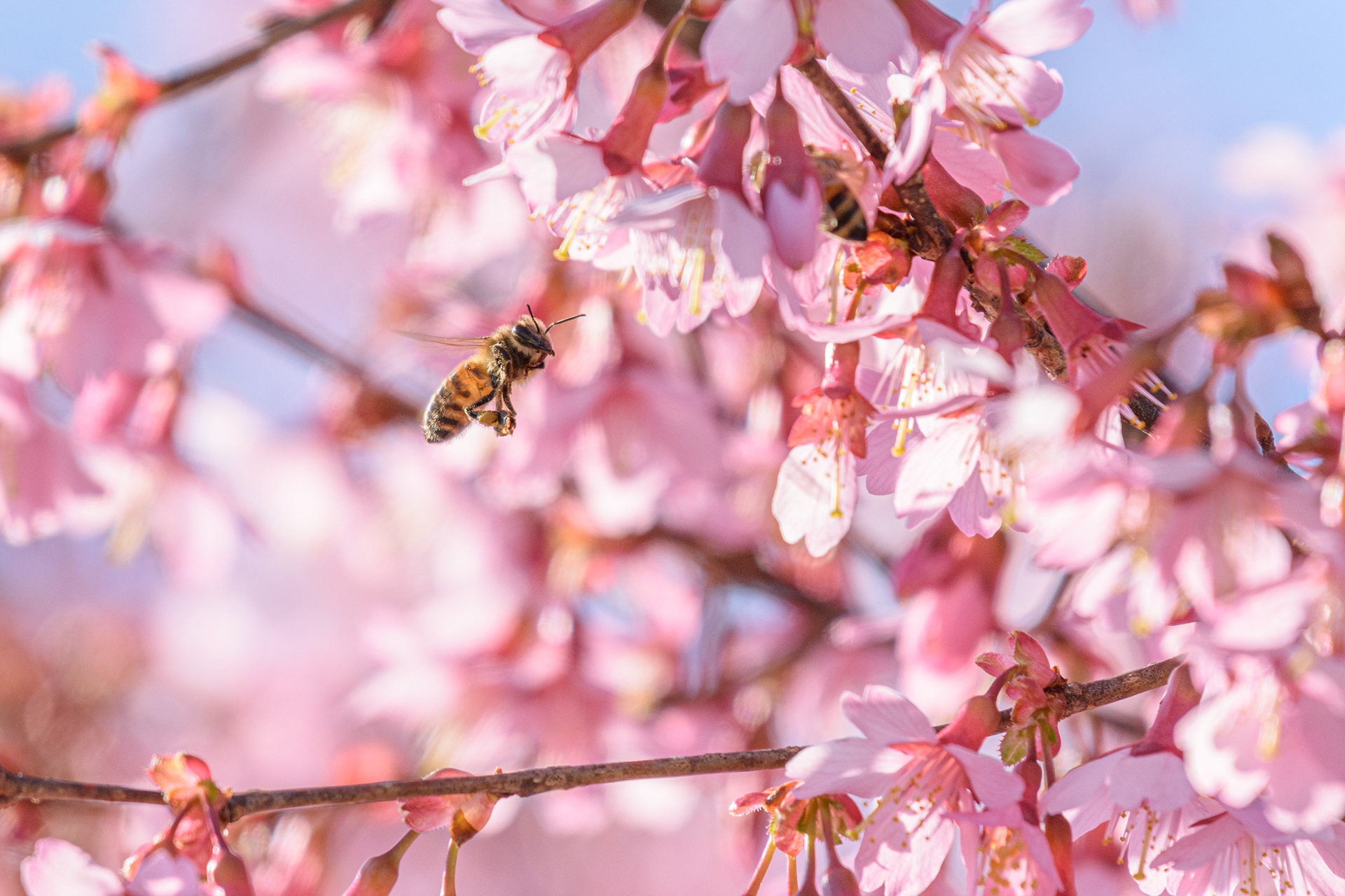 Mason Bee on Cherry Blossom 4 (Osmia spp.)