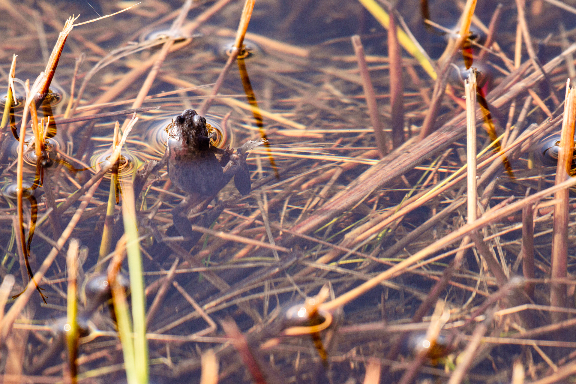Western Chorus Frog