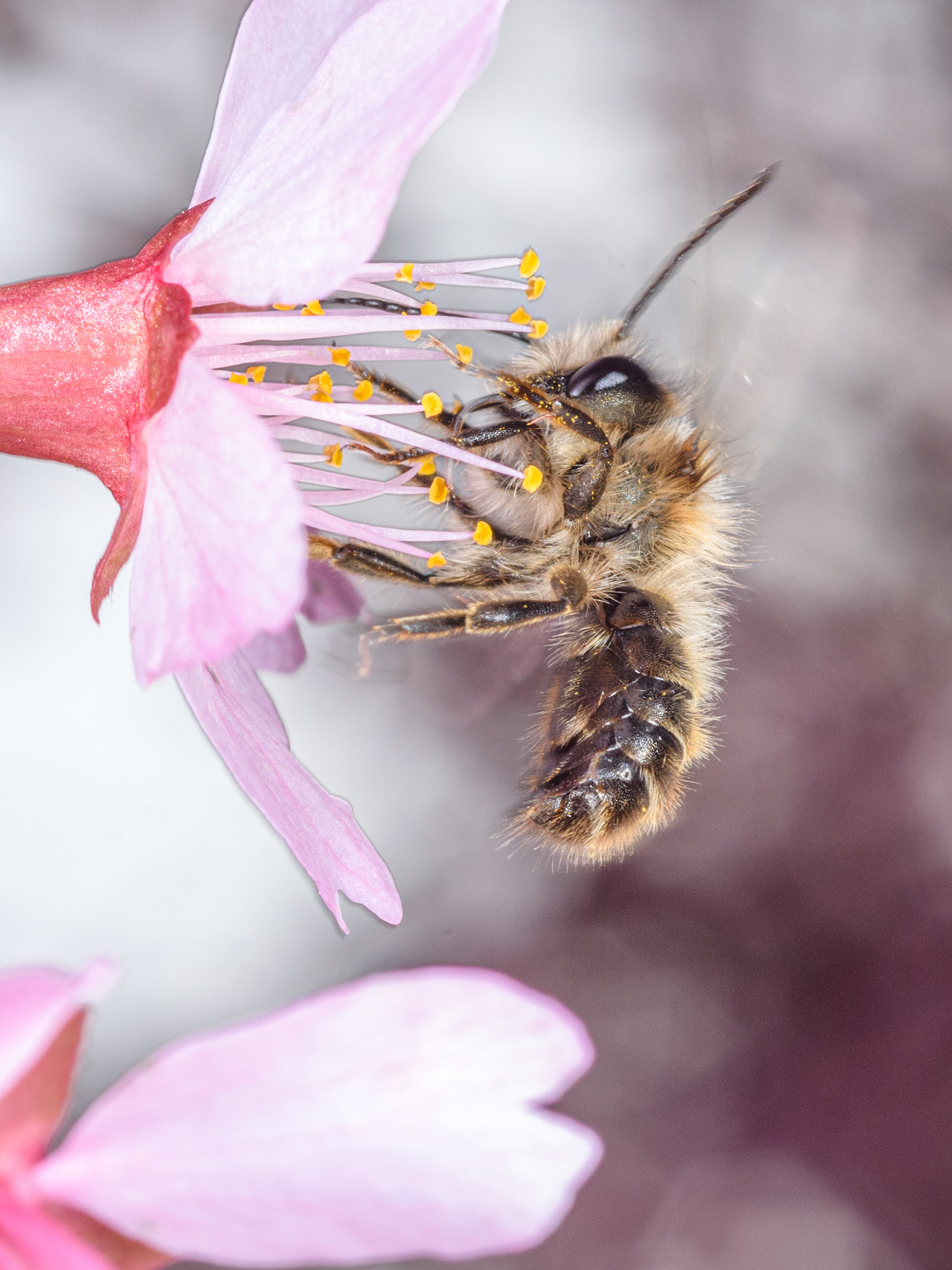 Mason Bee on Cherry Blossom 5 (Osmia spp.)