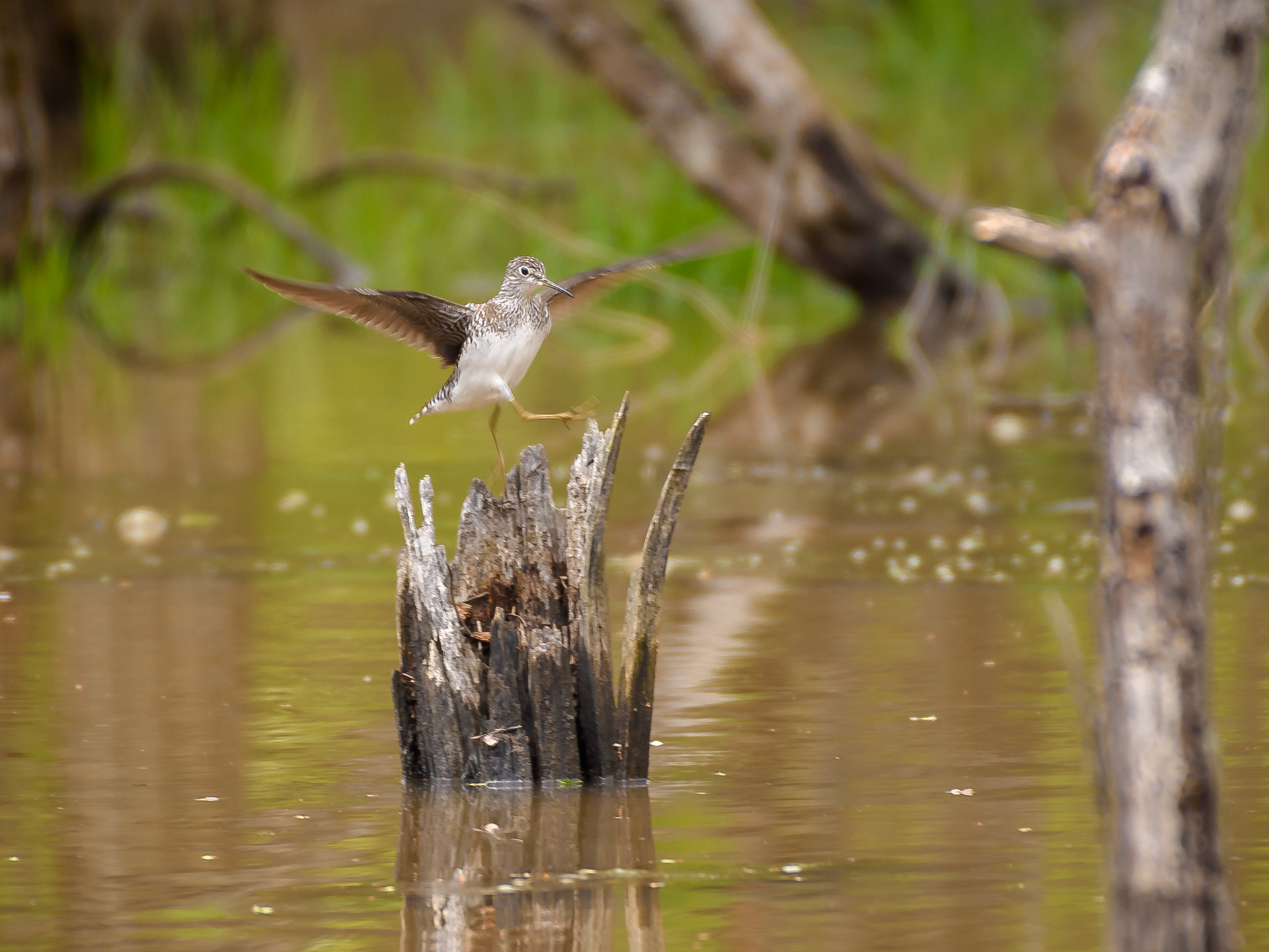 Solitary Sandpiper (Tringa solitaria)